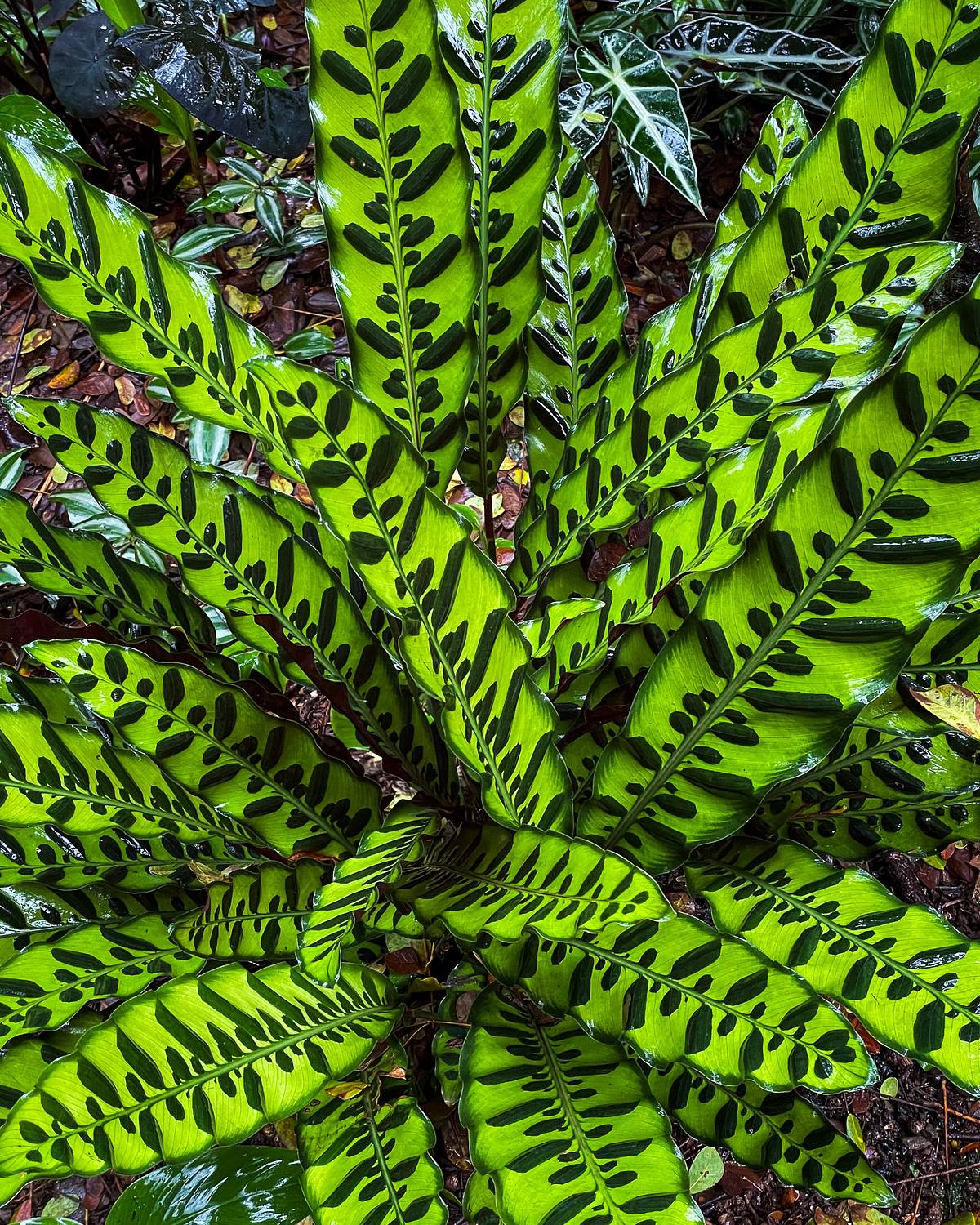 Prayer Plant &ndash; Hawaii Tropical Botanical Garden