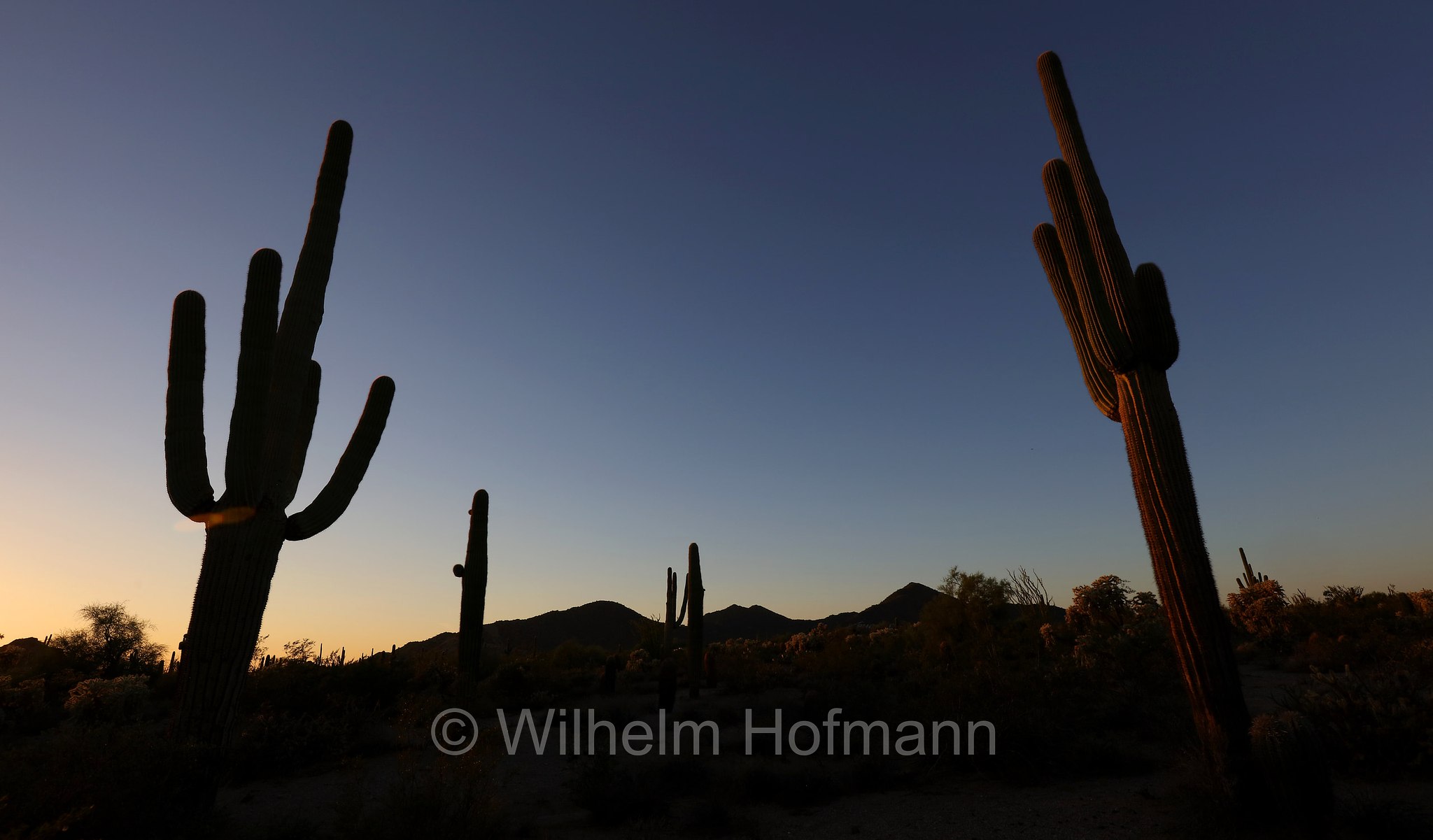 Saguaro, Carnegiea gigantea, Usery Mountain Regional Park, Arizona, USA