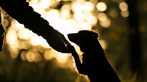A maioria das pessoas acredita que ter um c&atilde;o deveria ser natural e f&aacute;cil.