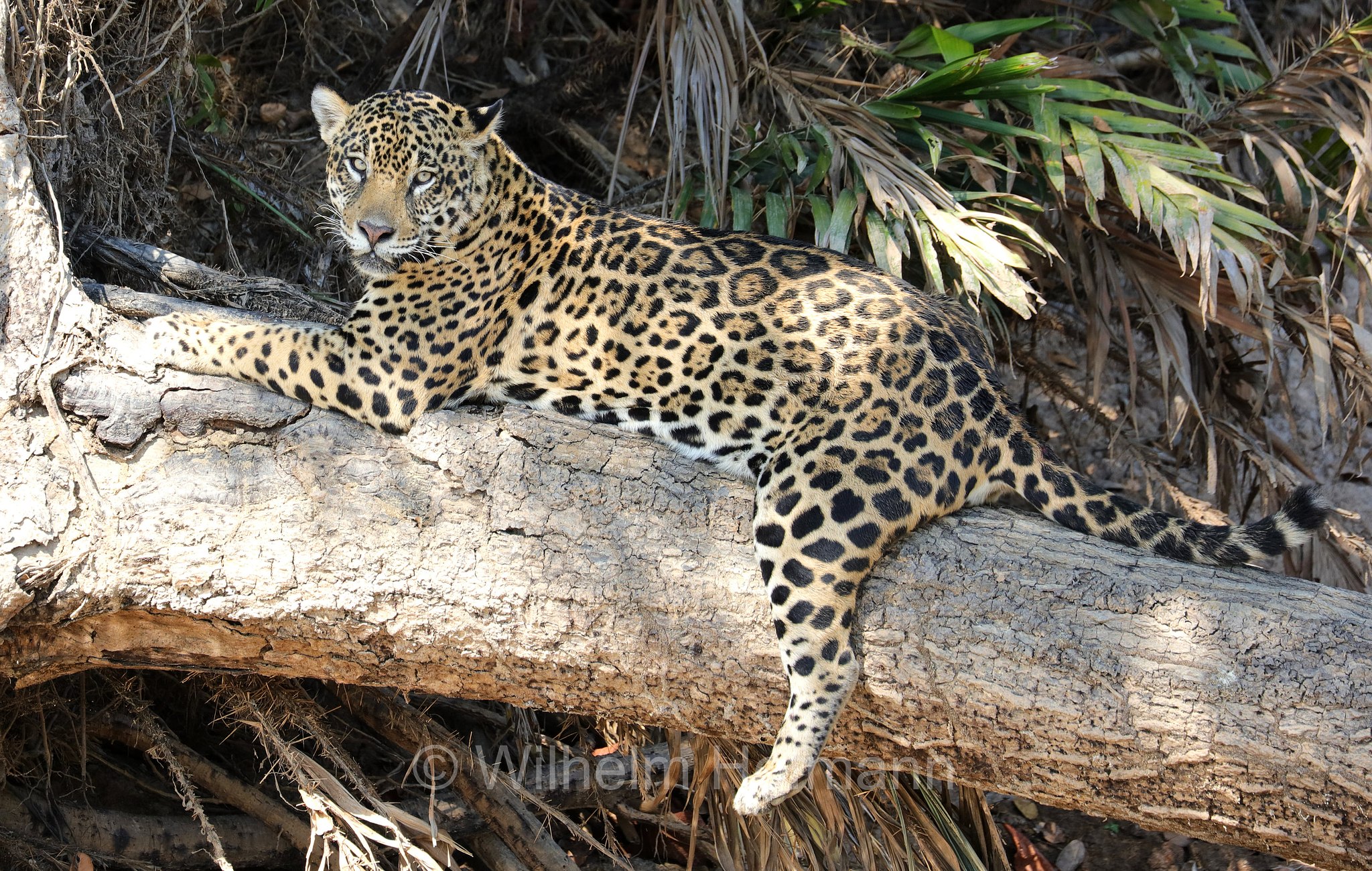 Jaguar, ﻿giaguaro, Panthera onca, Parque Estadual Encontro das Águas, Pantanal, Mato Grosso, Brazil, Brasil, Brasile, Brasilien