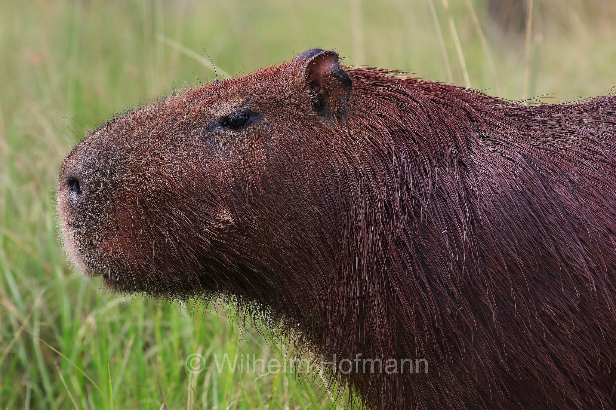 capybara, greater capybara, Wasserschwein, capibara, idrochéro, capivara, chigüire, nutriae, quiuit, chigüiro, fercho, carpincho, ronsoco, Hydrochoerus hydrochaeris, Iberá Wetlands, Esteros del Iberá, Corrientes, Argentina, Argentinien