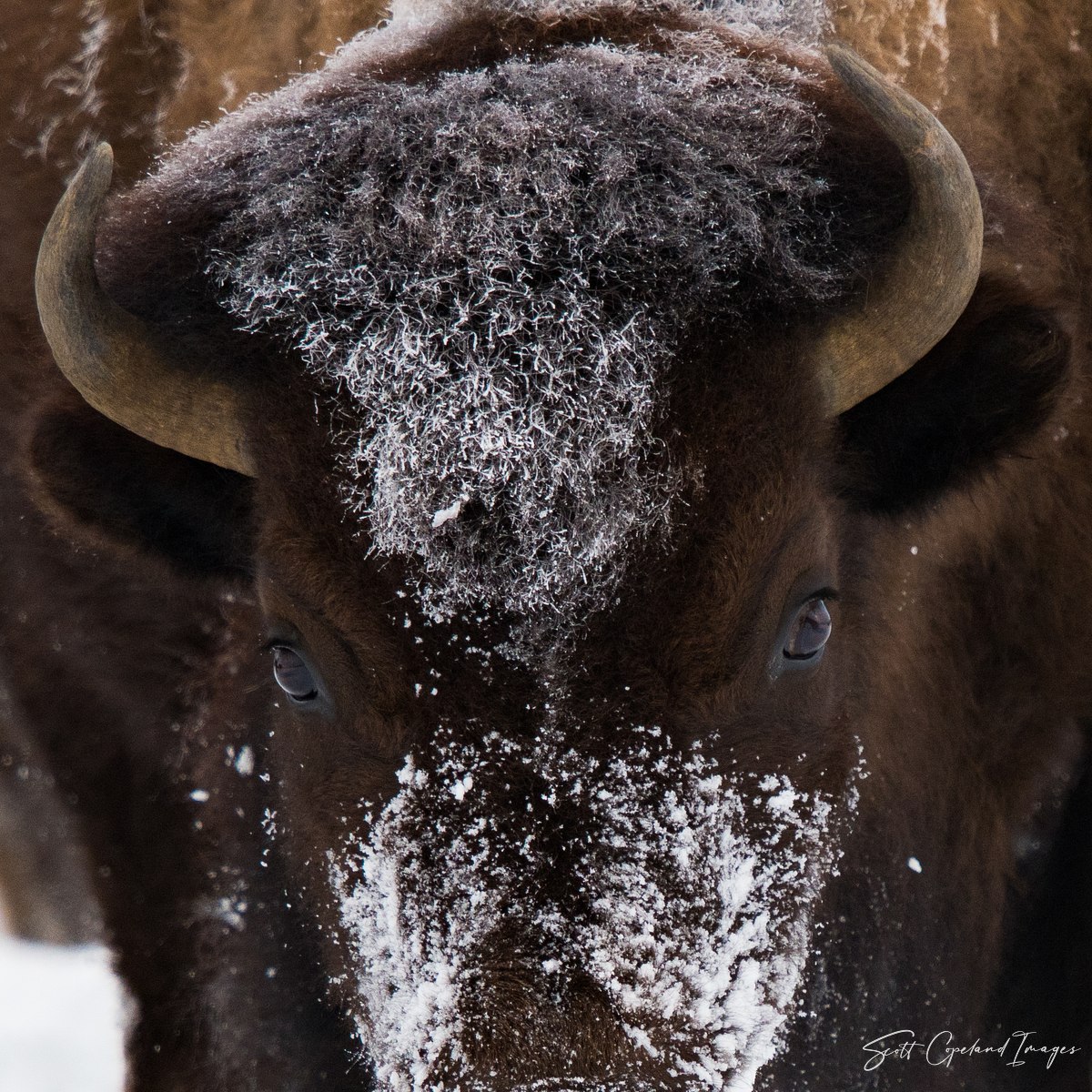 Snow Mask