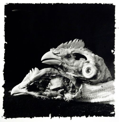 Animals of the Paradise