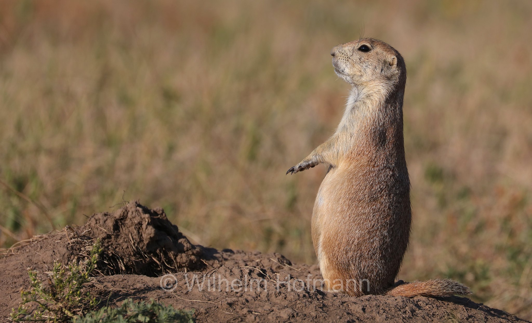 Cynomys ludovicianus, black-tailed prairie dog, Schwarzschwanz-Präriehund, cane della prateria dalla coda nera, Wind Cave National Park, Wind-Cave-Nationalpark, Parco nazionale di Wind Cave, South Dakota, Dakota del Sud, USA