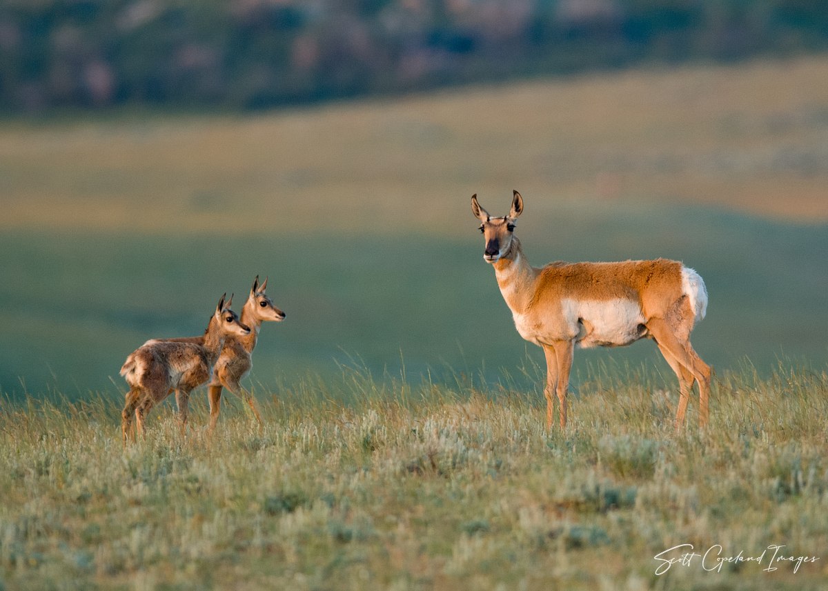 Antelope-Twins