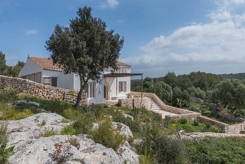 Vue sur la finca blanche avec escalier en pierre et olivier à Son Fonoll, Minorque. Photographie par Nicolas Karadimos.