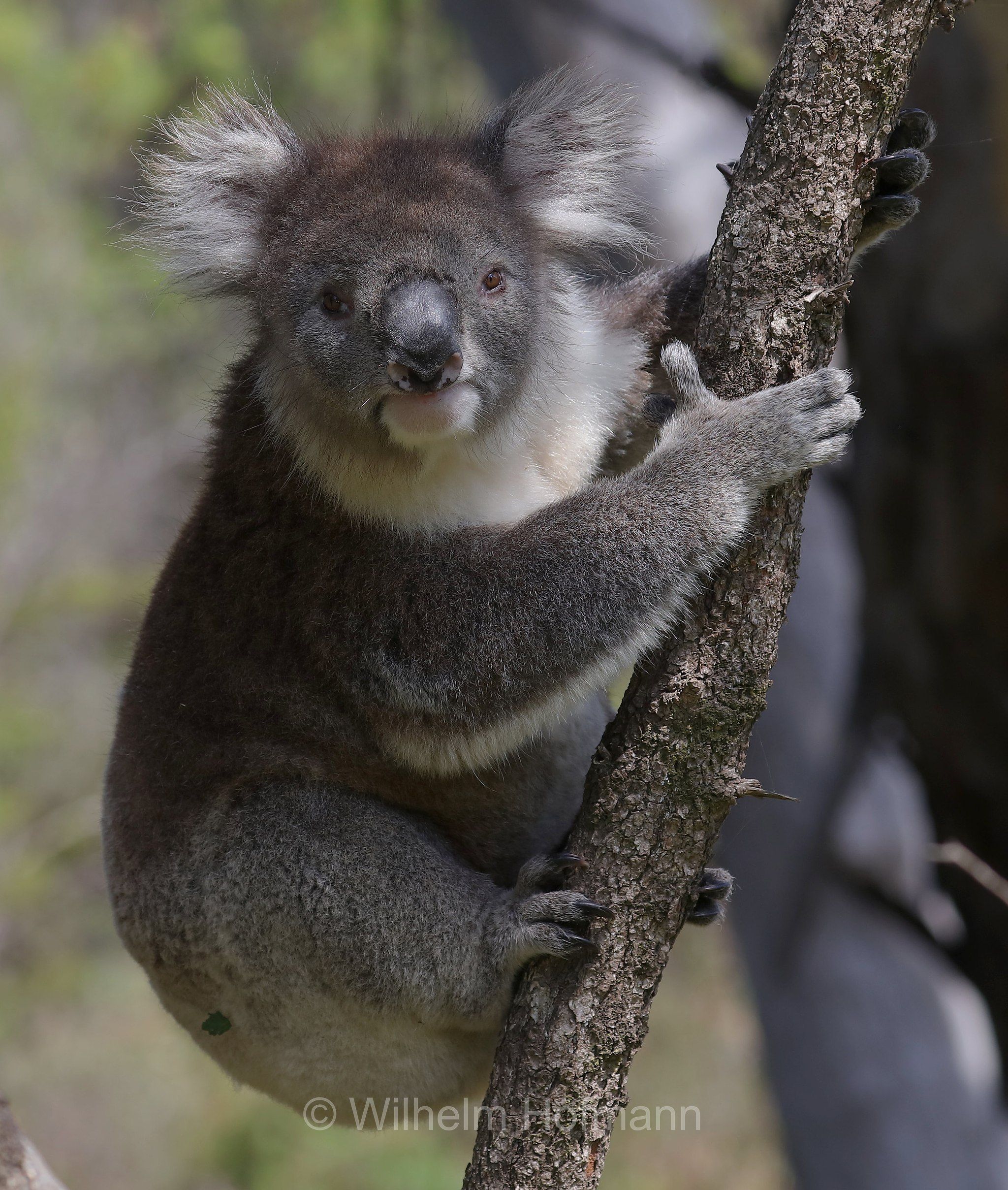 koala, Koala, Koalabär, Beutelbär, Manna Gum Drive, Great Otway National Park, Great-Otway-Nationalpark, parco nazionale Great Otway, Victoria, Australia, Australien