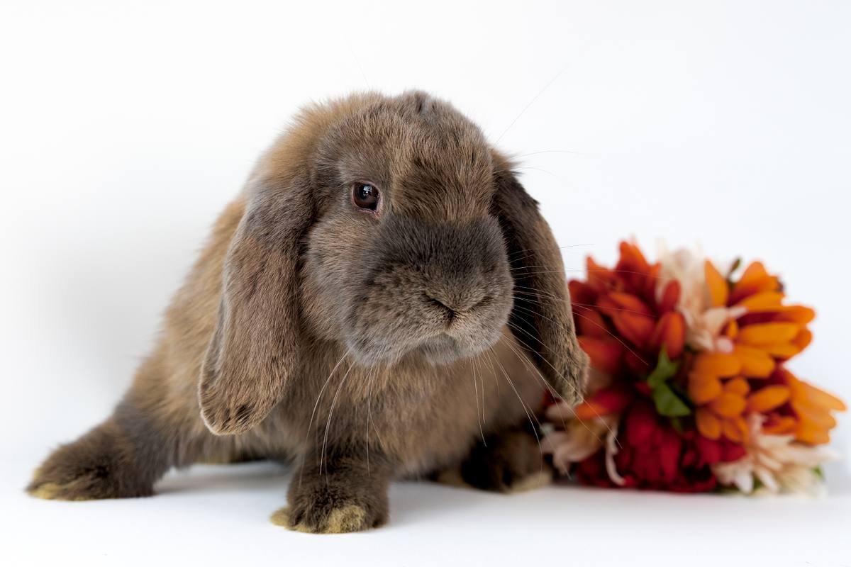 Brown rabbit next to an orange flower.