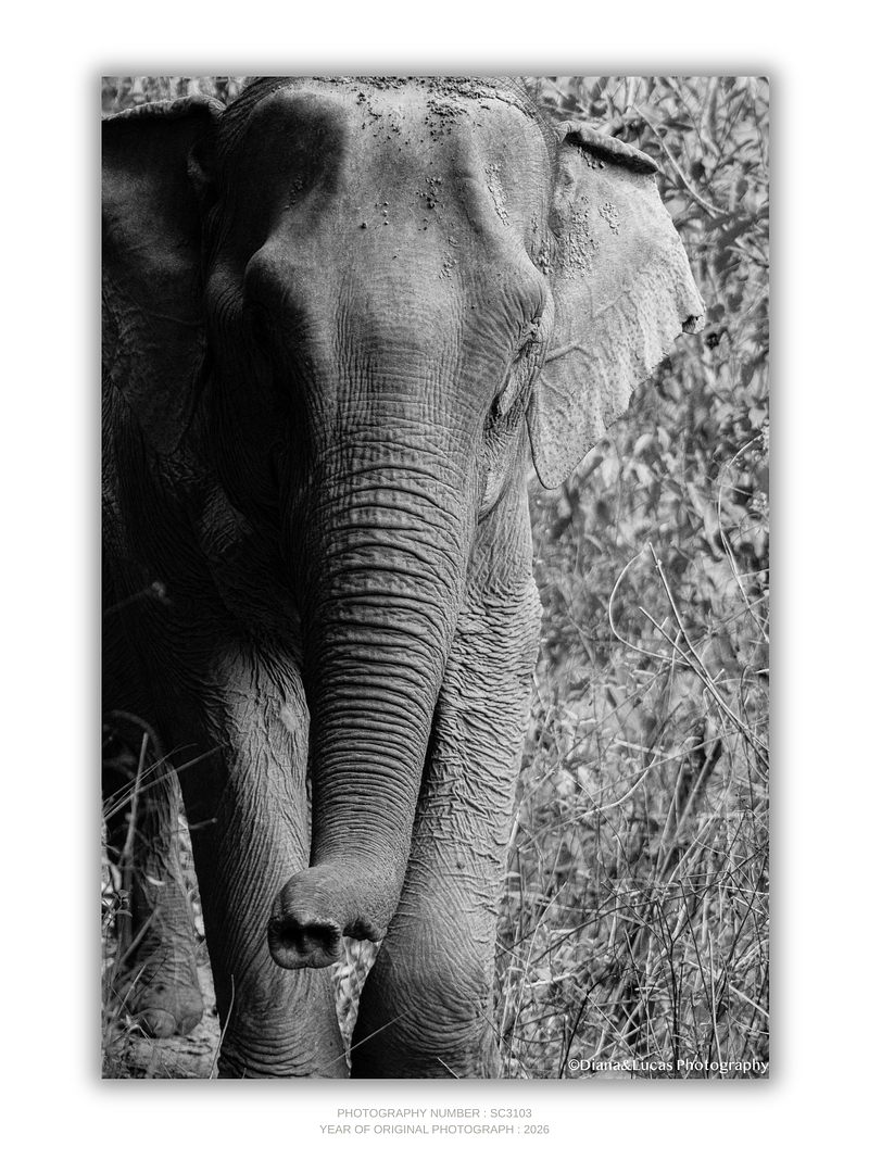 THE ONE - WILDLIFE & NATURE - "All the Way Up" - LIMITED EDITION 5 of 5