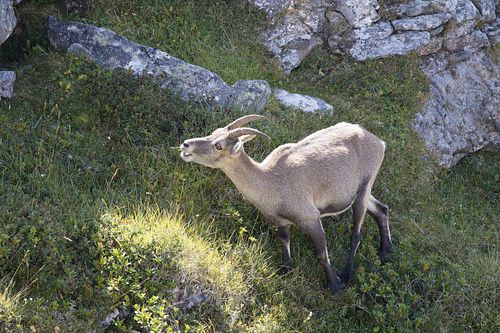 Auf der Niederhorn-Kette