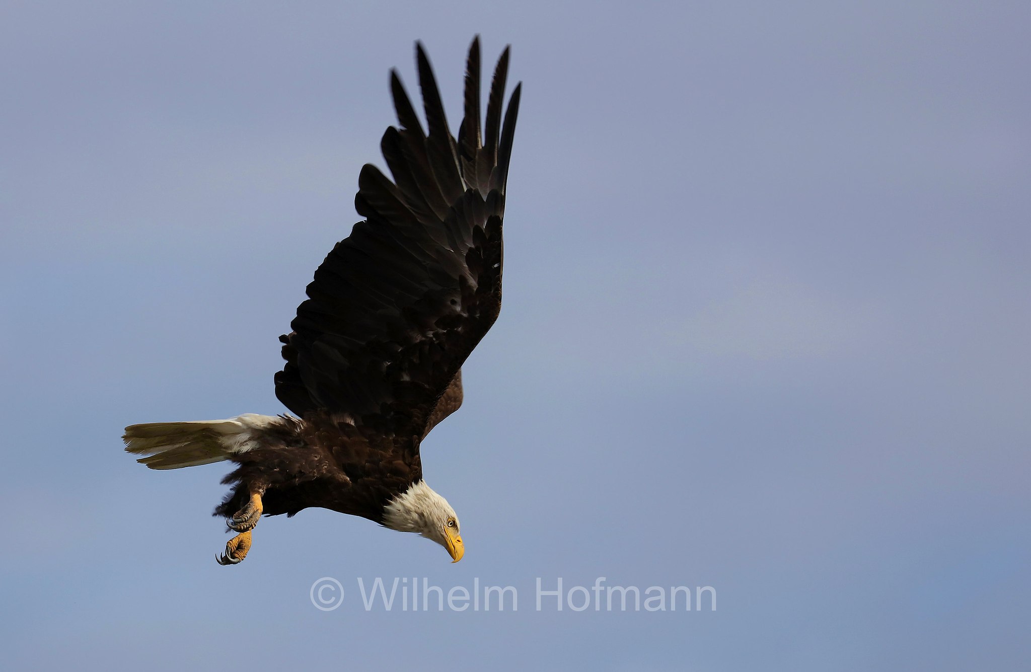 Haliaeetus leucocephalus, bald eagle, Weißkopfseeadler, aquila di mare testabianca, aquila calva, Homer Spit, Kachemak Bay, Kenai Peninsula, Kenai-Halbinsel, Penisola di Kenai, Alaska, USA