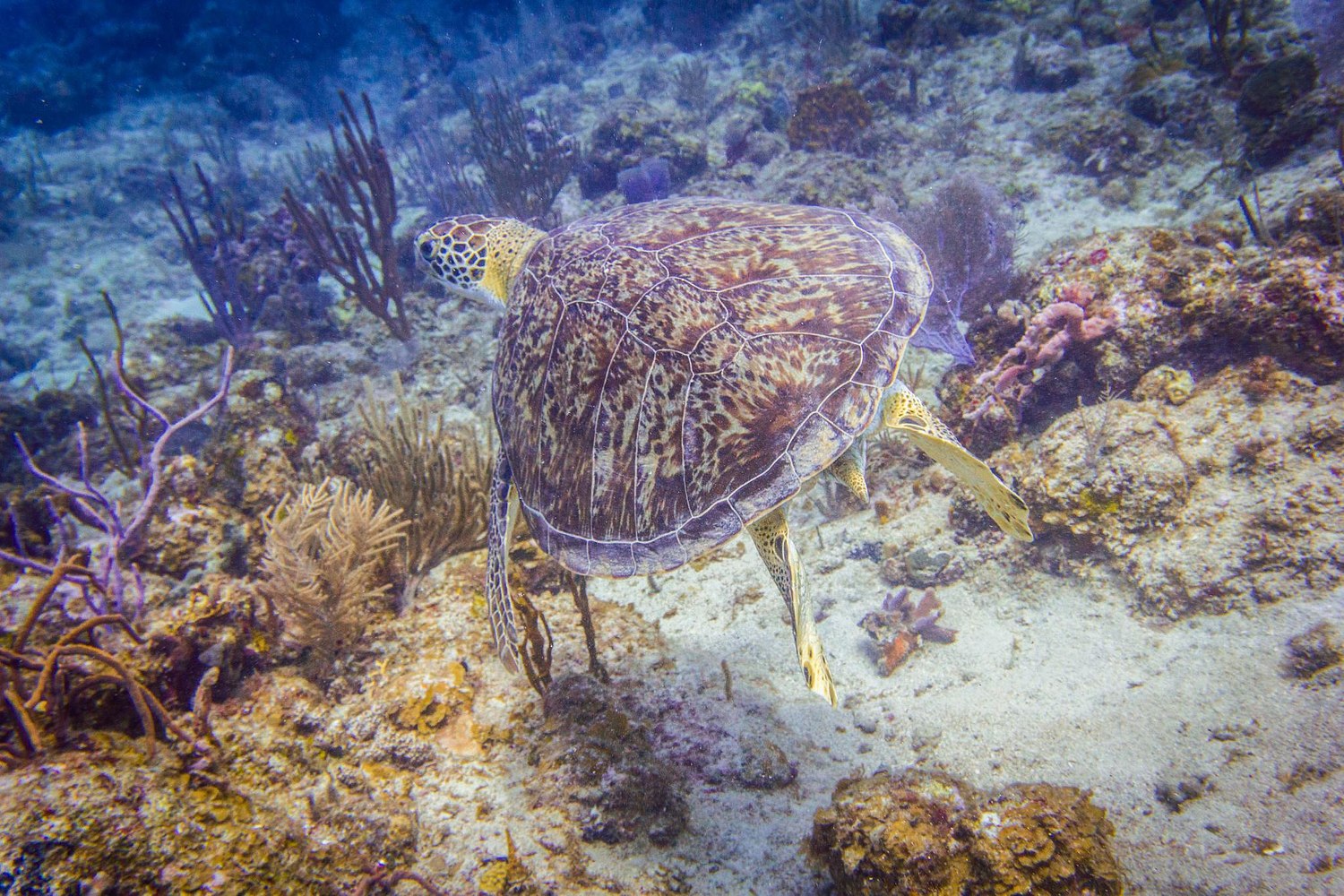 USVI.Photos