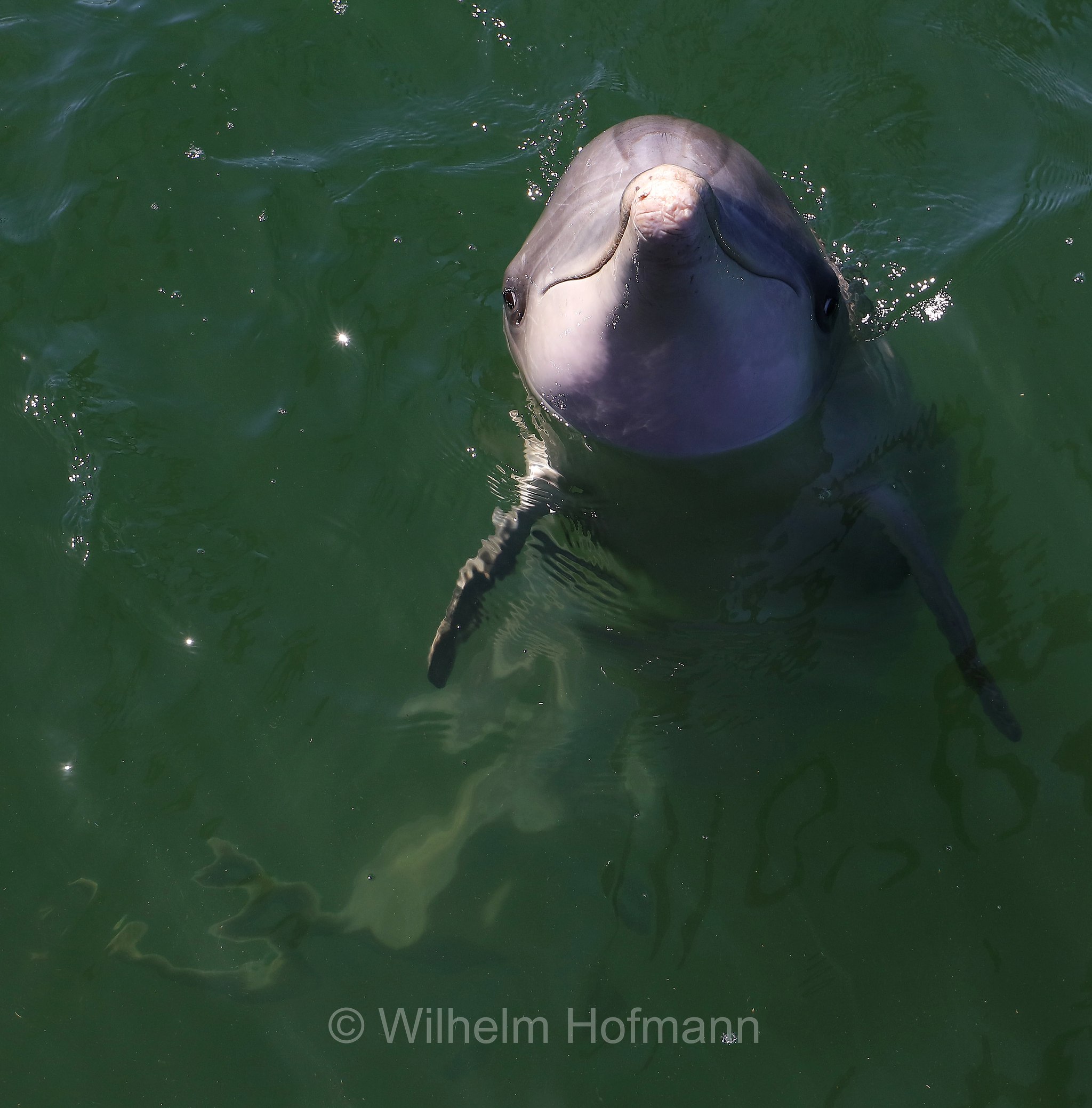 common bottlenose dolphin, Atlantic bottlenose dolphin, Großer Tümmler, Gewöhnlicher Großer Tümmler, tursìope comune, Tursiops truncatus, Whyalla Marina, Eyre Peninsula, Eyre-Halbinsel, Penisola di Eyre, South Australia, Südaustralien, Australia Meridionale, Australia, Australien