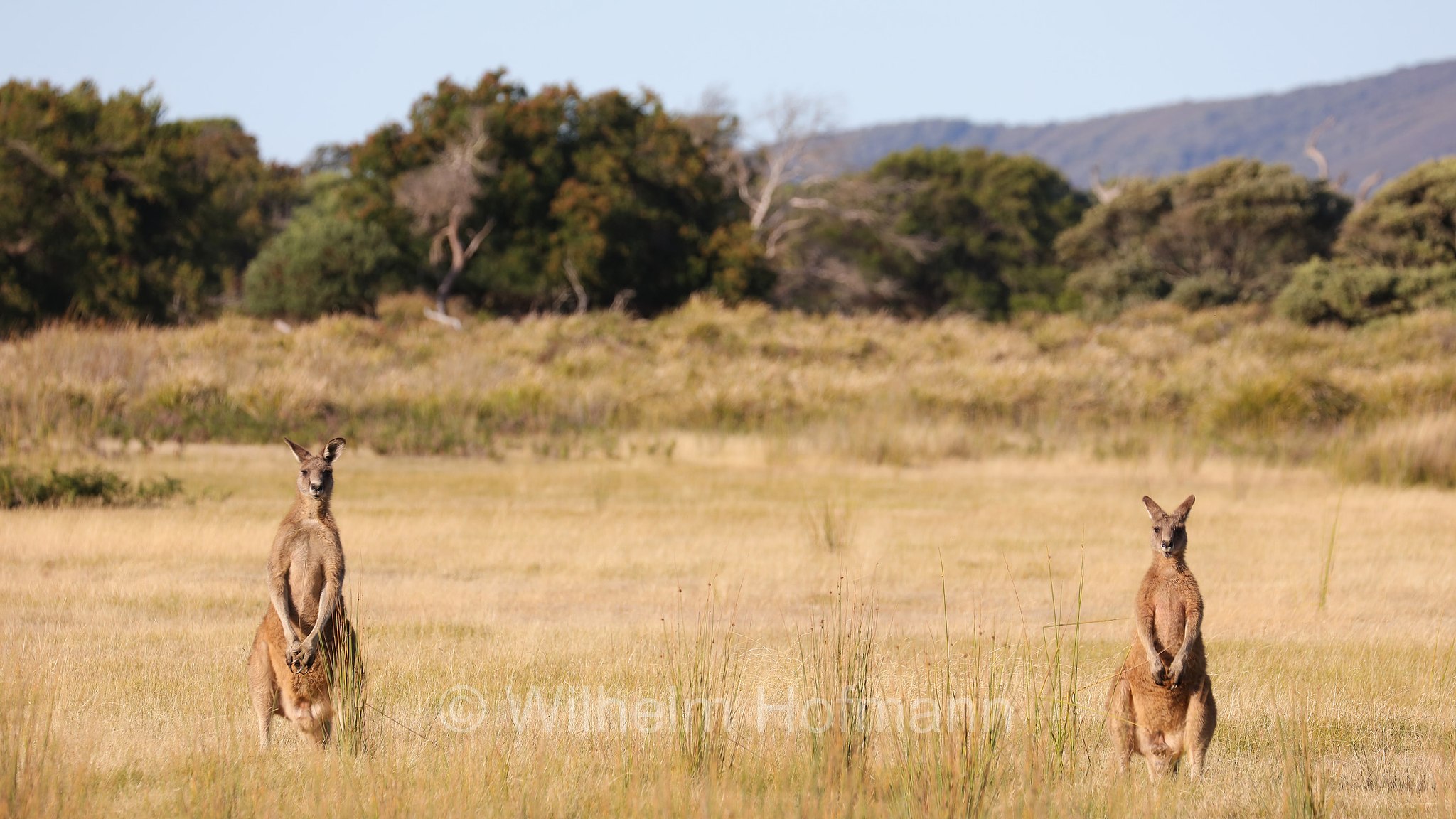 eastern grey kangaroo, gigantic large-foot, great grey kangaroo, forester kangaroo, Östliches Graues Riesenkänguru, canguro grigio orientale, Macropus giganteus, Narawntapu National Park, Narawntapu-Nationalpark, parco nazionale Narawntapu, Tasmania, Tasmanien, Australia, Austalien