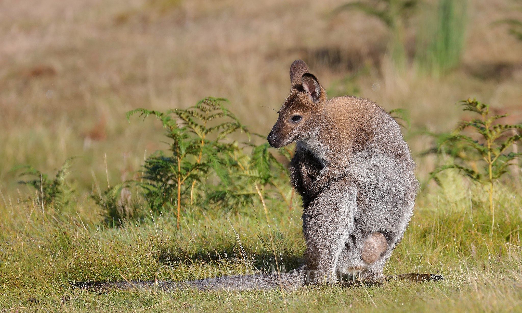 red-necked wallaby, Bennett's wallaby, Rotnackenwallaby, Bennett-Wallaby, Bennett-Känguru, wallaby dal collo rosso, wallaby di Bennet, Notamacropus rufogriseus, Narawntapu National Park, Narawntapu-Nationalpark, parco nazionale Narawntapu, Tasmania, Tasmanien, Australia, Austalien