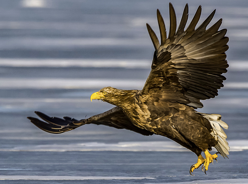 BIRDS OF PREY – ØSTFOLD