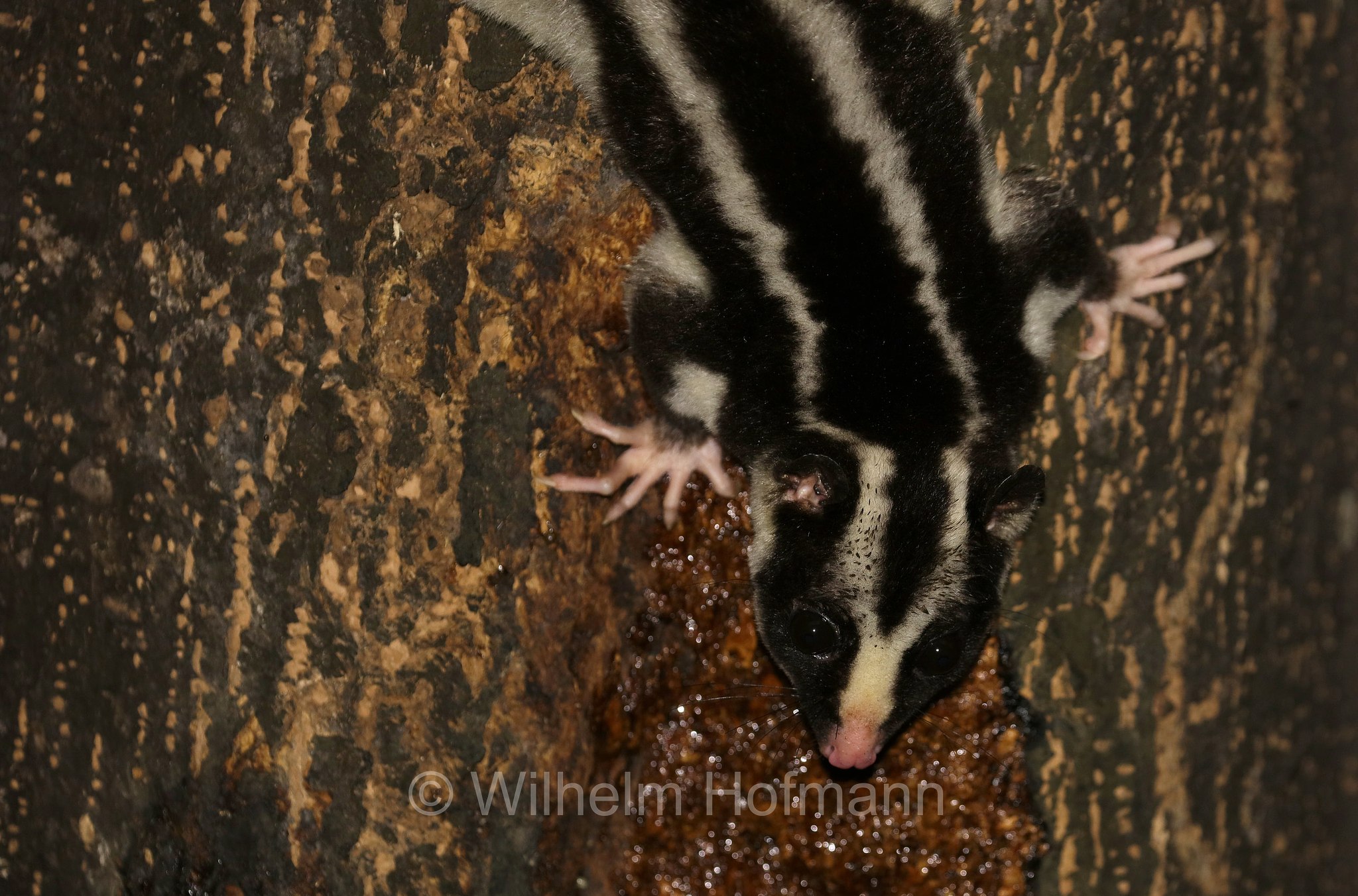 Dactylopsila trivirgata, striped possum, common striped possum, Großer Streifenbeutler, opossum striato grande, Crater Lakes National Park, Crater-Lakes-Nationalpark, Queensland, Australia, Australien