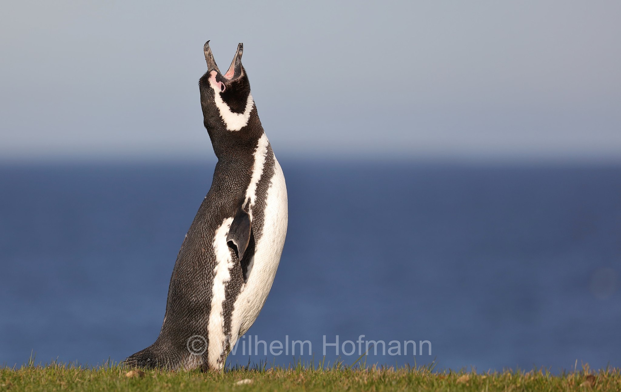 Magellanic penguin, Magellanpinguin, Pinguino di Magellano, Spheniscus magellanicus, Bleaker Island, Isla María, Falkland Islands, Falklandinseln, Isole Falkland