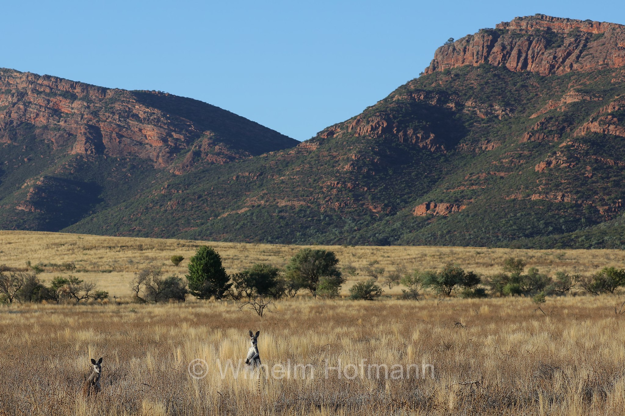 red kangaroo, Rotes Riesenkänguru, canguro rosso, Osphranter rufus, Wilpena Pound, Ikara–Flinders Ranges National Park, Ikara-Flinderskette-Nationalpark, parco nazionale Monti Flinders, South Australia, Südaustralien, Australia Meridionale, Australia, Australien