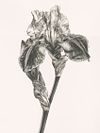 Tirage Giclée Fine Art - VENTE SUR PLACE EXPOSITION