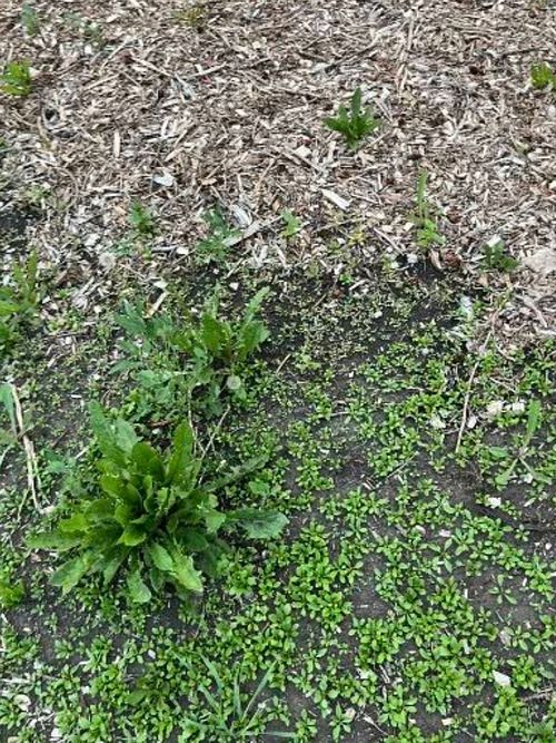 Less weeds, more harvest