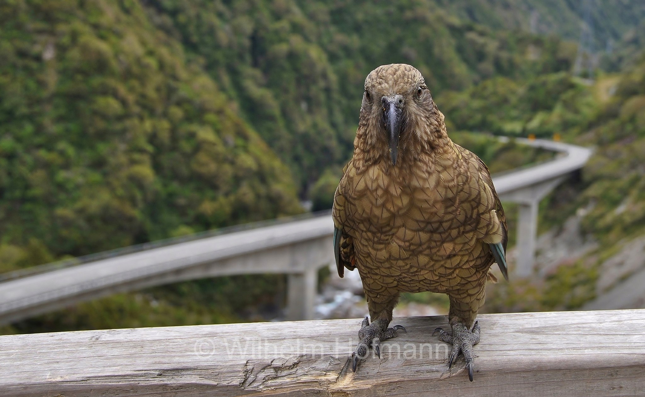kea, chea, Bergpapagei, ﻿Nestor notabilis, Arthur's Pass National Park, Arthur’s-Pass-Nationalpark, parco nazionale Arthur's Pass, South Island, Südinsel, Isola del Sud, New Zealand, Neuseeland, Nuova Zelanda