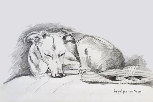 Pencil sketch of a dog sleeping curled up, peaceful and relaxed