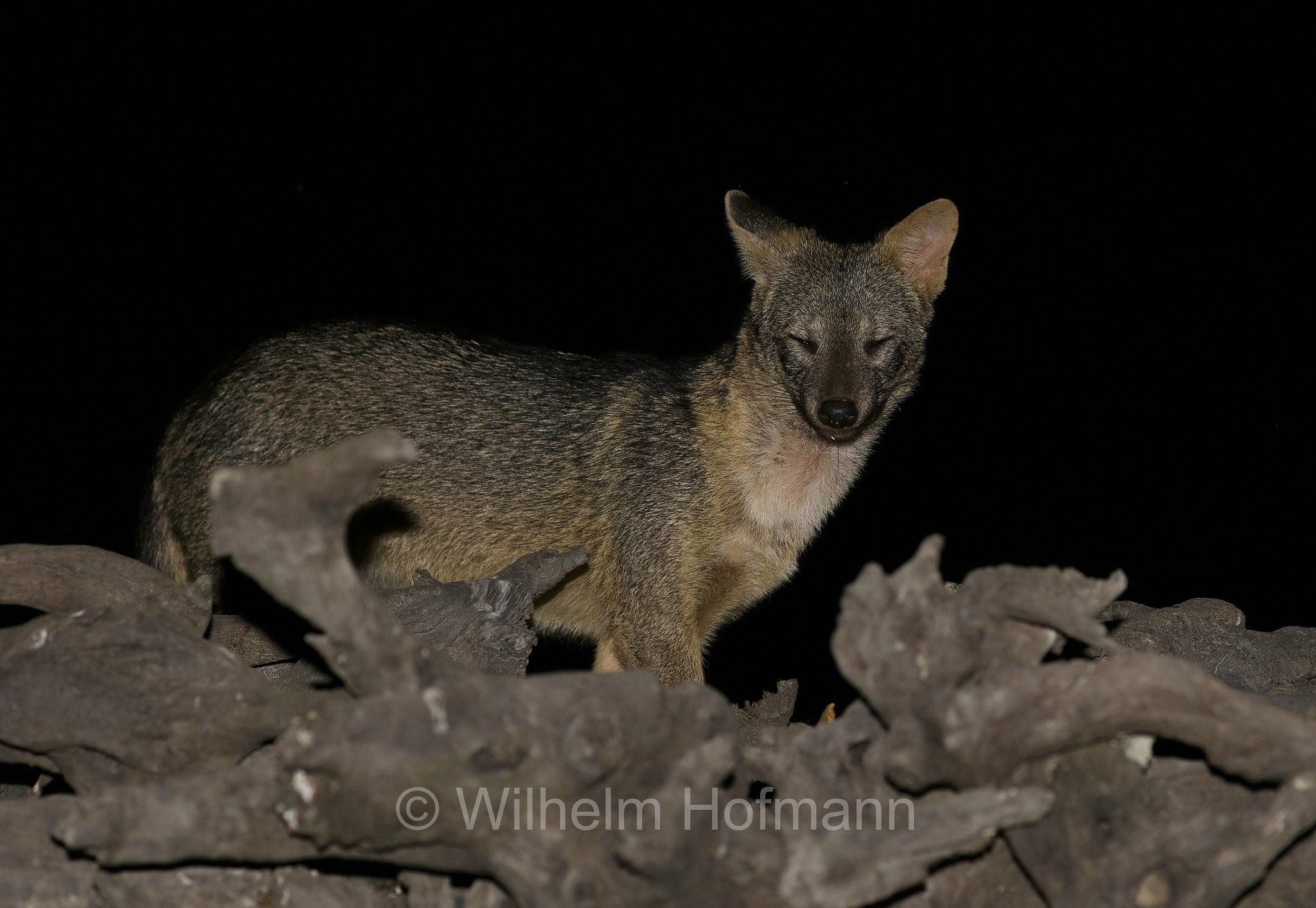crab-eating fox, forest dog, wood fox, bushfox, Maikong, Krabbenfuchs, Savannenfuchs, Pantanal, Mato Grosso, Brazil, Brasil, Brasile, Brasilien