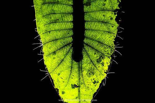 Dophla evelina - Redspot duke