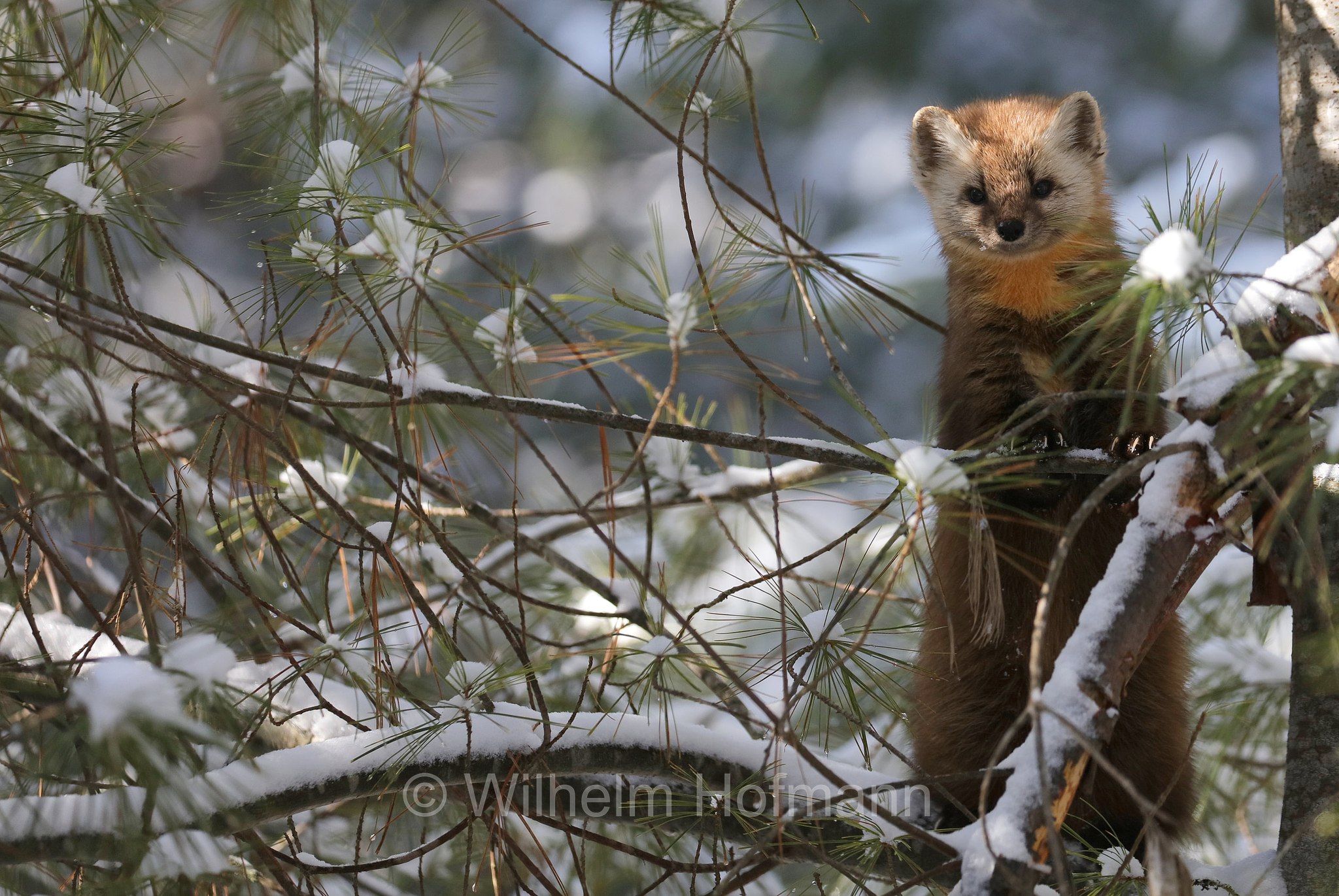 Martes americana, American marten, American pine marten, pine marten, Fichtenmarder, martora americana, Algonquin Provincial Park, Parco provinciale di Algonquin, Ontario, Canada, Kanada