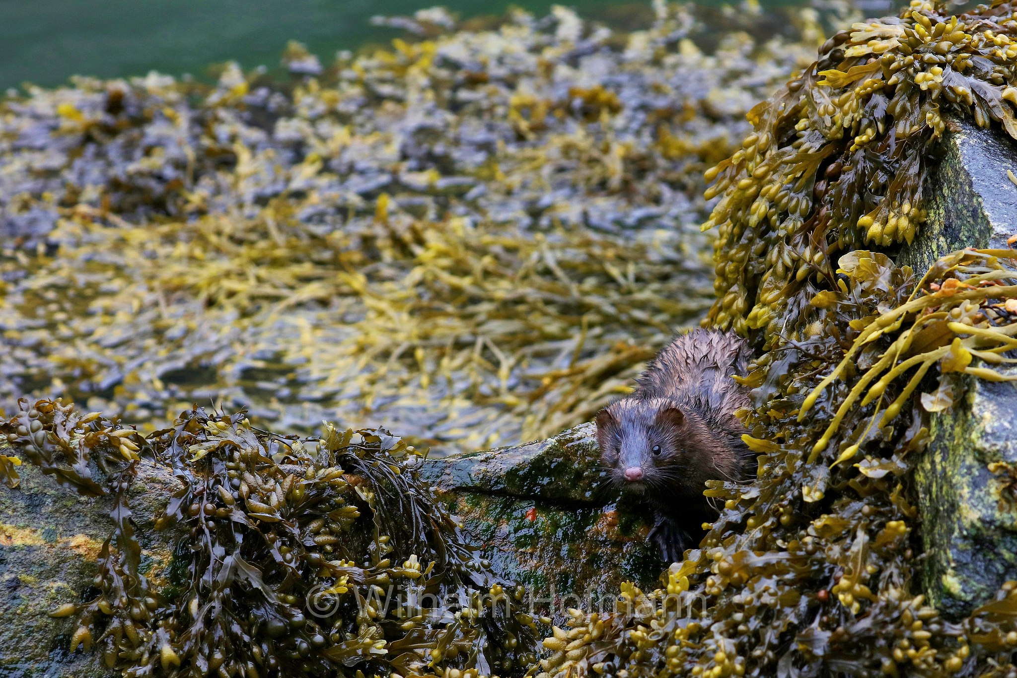 Neogale vison, Neovison vison, Mustela vison, American mink, Amerikanische Nerz, Mink, visone americano, Homlungsvegen, Geiranger Fjord, Geirangerfjord, Geirangerfjorden, Norway, Norwegen, Norvegia