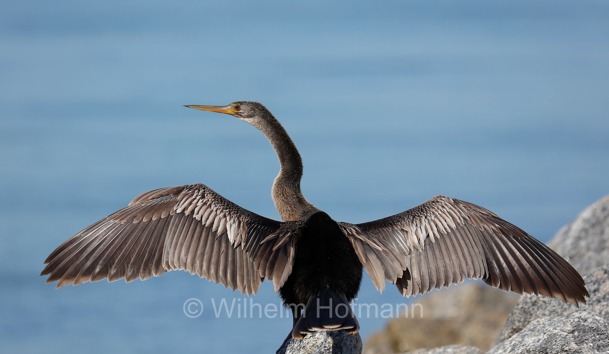 Anhinga anhinga, anhinga, darter, American darter, snakebird, water turkey, Amerika-Schlangenhalsvogel, Amerikanischer Schlangenhalsvogel, aninga comune, aninga americana, uccello serpente, Skyway Fishing Pier, Sunshine Skyway Bridge, Florida, USA
