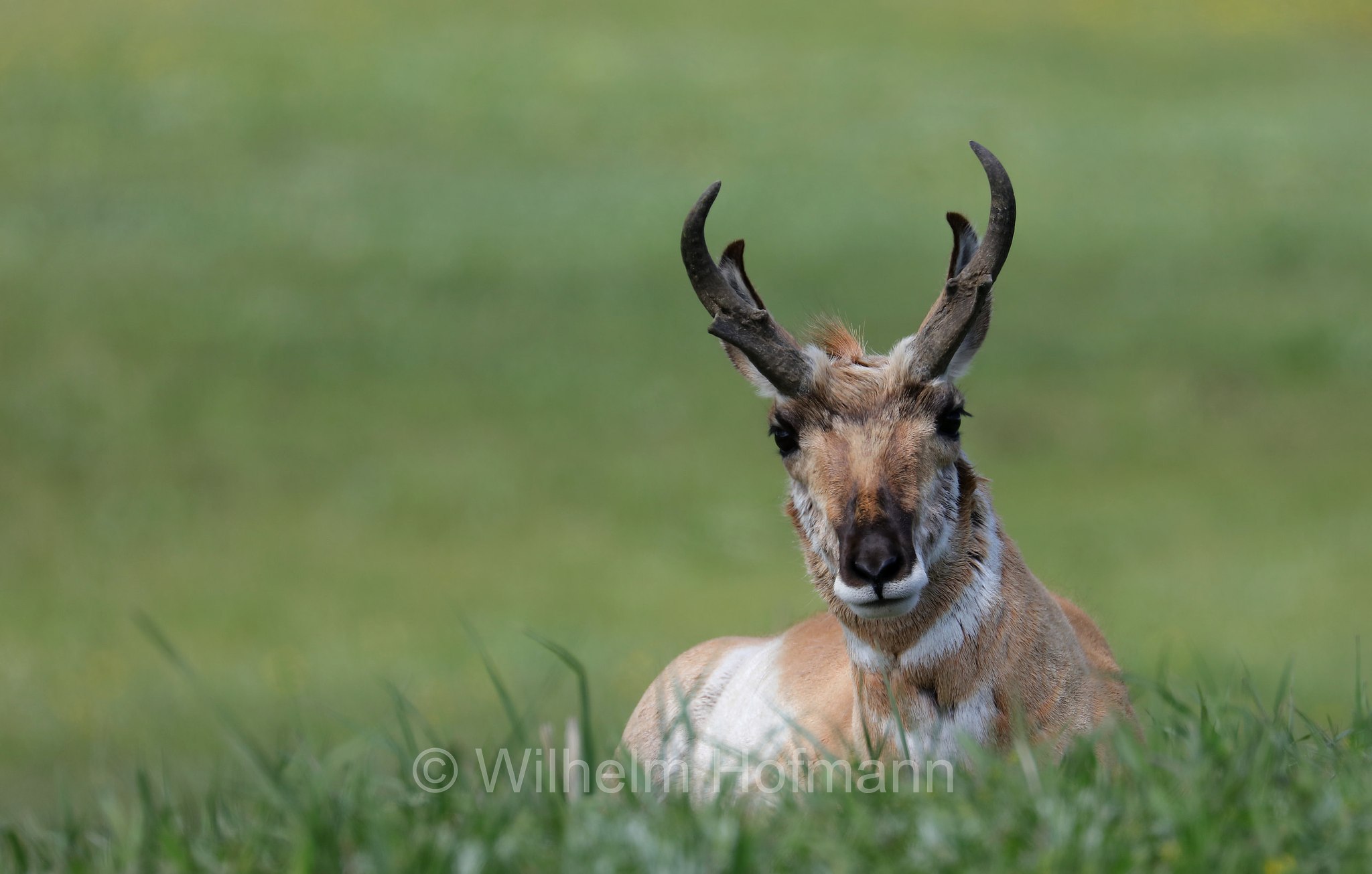 Antilocapra americana, pronghorn, American antelope, prong buck, pronghorn antelope, prairie antelope, Gabelbock, Gabelhornantilope, Gabelantilope, Gabelhorntier, Pronghorn, antilocapra, Lamar Valley, Yellowstone National Park, Yellowstone-Nationalpark﻿, parco nazionale di Yellowstone, Wyoming, USA