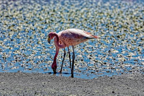 Flamands roses dans les lagunes Sud Lipez en Bolivie
