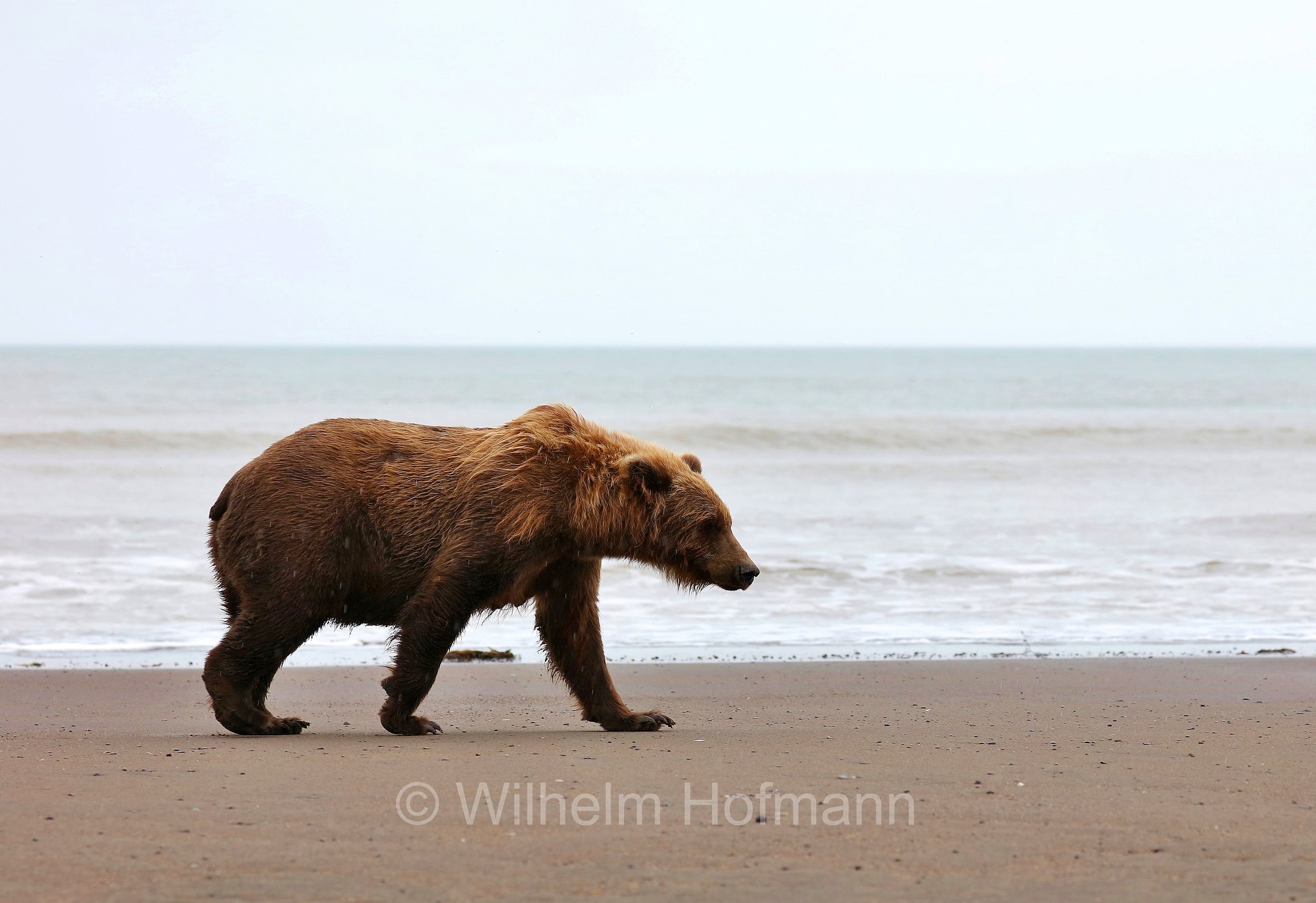 Ursus arctos gyas, Alaska Peninsula brown bear, peninsular grizzly, Alaska-Halbinsel-Braunbär, Alaska-Küstenbraunbär, Alaska-Braunbär, Großer Alaska-Braunbär, orso bruno della penisola dell'Alaska, grizzly peninsulare, grizzly costiero, grizzly gigante, Silver Salmon Creek, Lake Clark National Park, Lake Clark National Park and Preserve, Lake-Clark-Nationalpark, Parco nazionale e riserva di Lake Clark, Alaska, USA