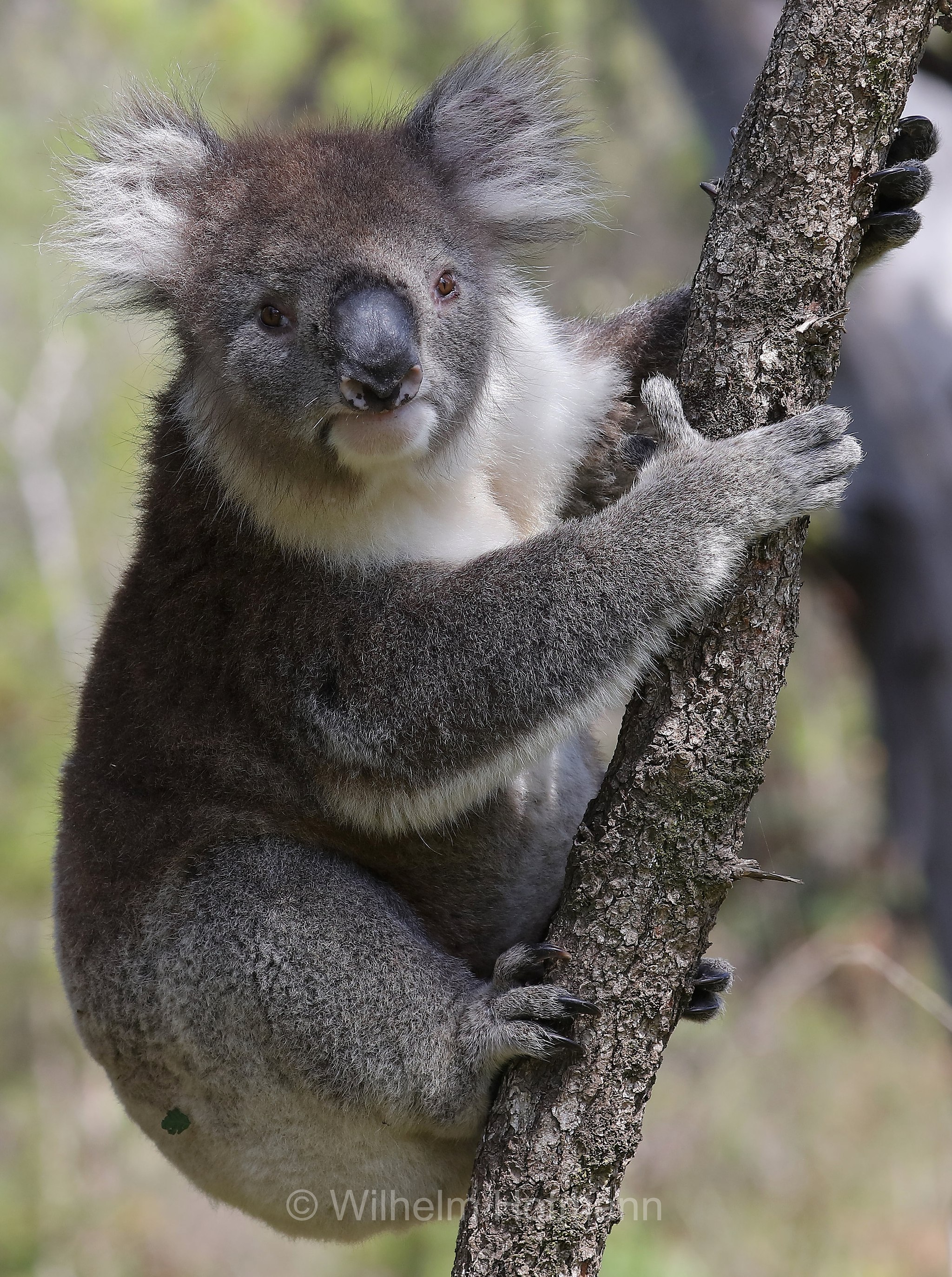 koala, Koala, Koalabär, Beutelbär, Manna Gum Drive, Great Otway National Park, Great-Otway-Nationalpark, parco nazionale Great Otway, Victoria, Australia, Australien