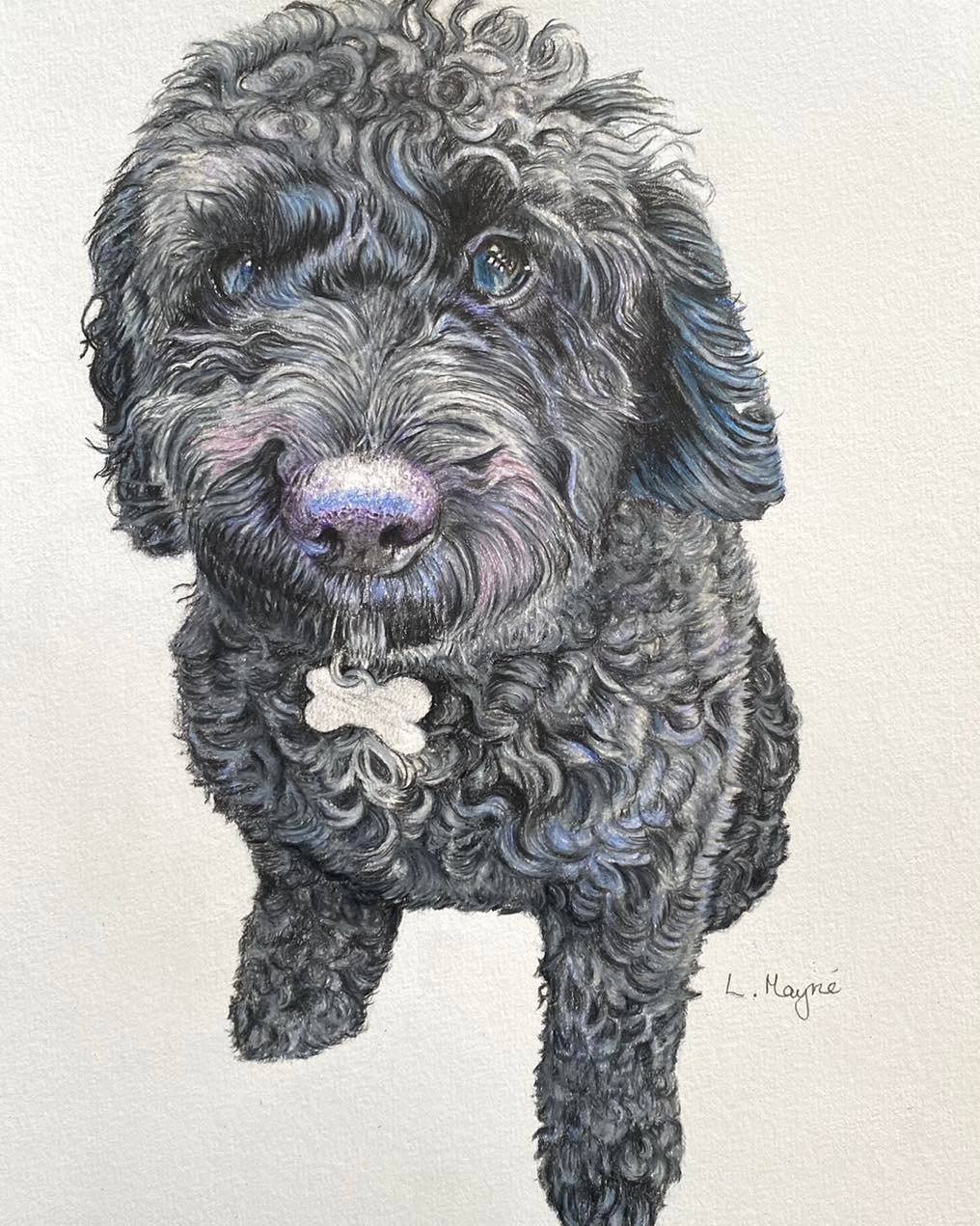Lesley Mayne Artworks Pet Portrait Black Cockapoo Cockerpoo Pet Portrait  Chester Pet Portrait Artist Commissioned