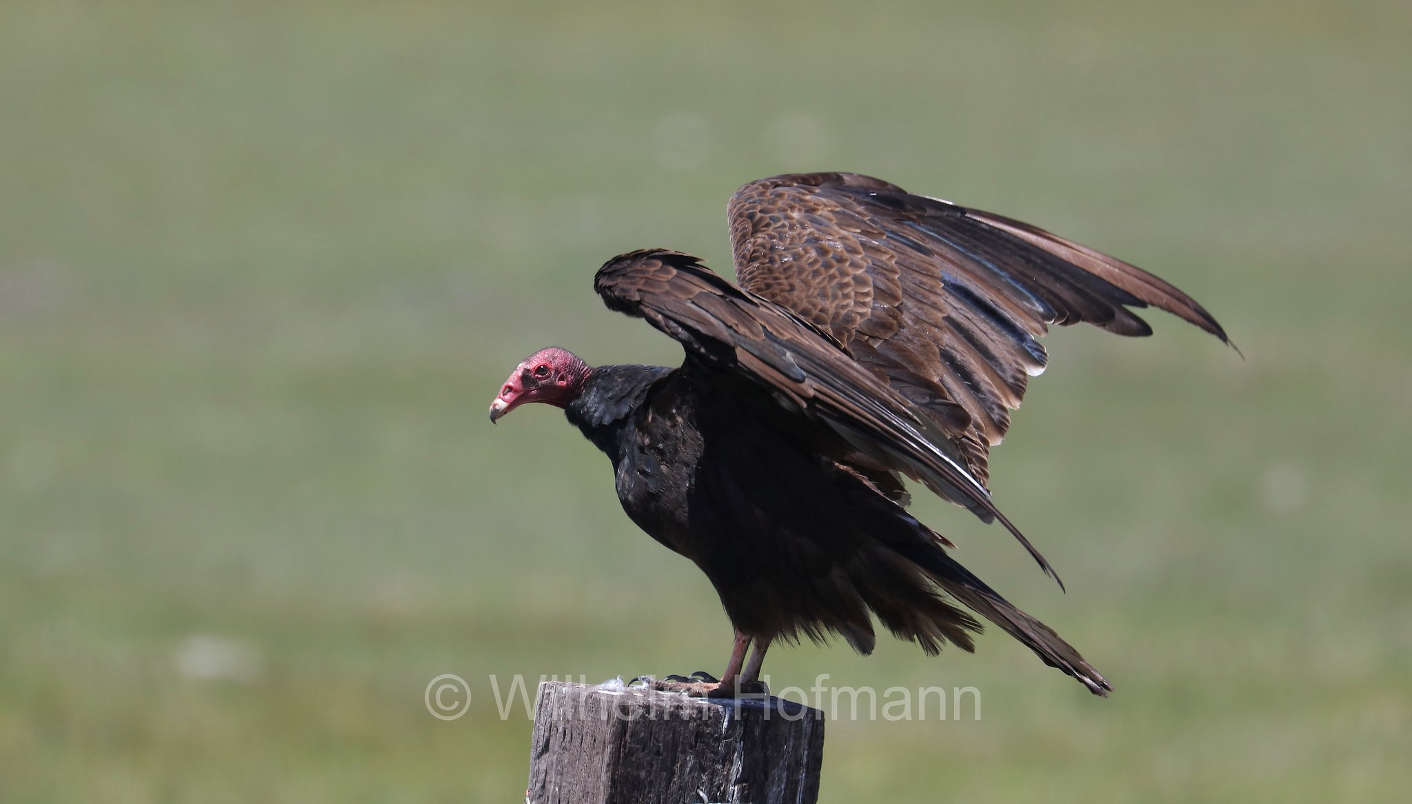 Cathartes aura meridionalis, Western turkey vulture, Westlicher Truthahngeier, avvoltoio collorosso meridionale, Klamath Marsh National Wildlife Refuge, Oregon, USA