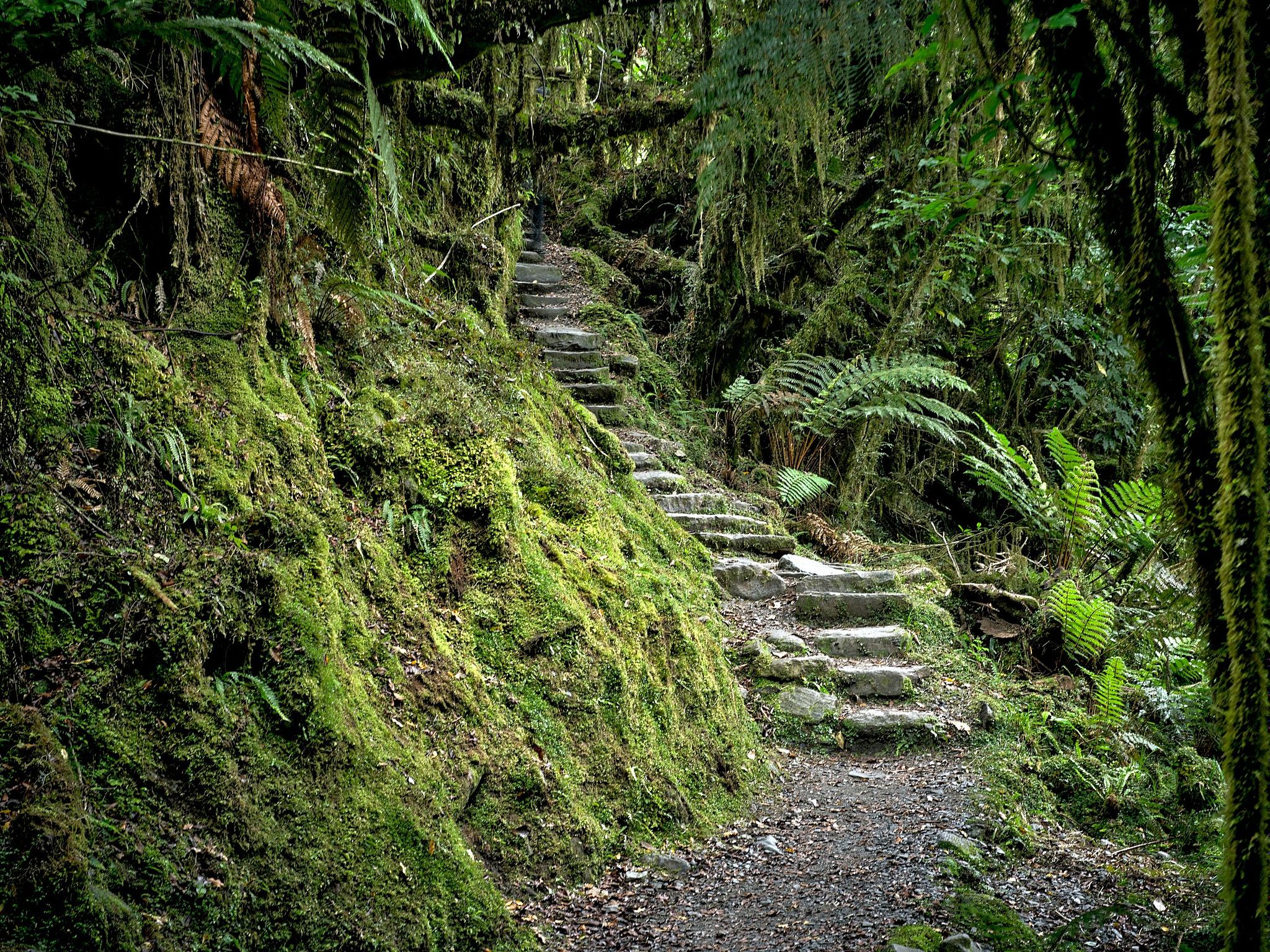 Moraine Walk Rainforest Trail - Fox Glacier, New Zealand