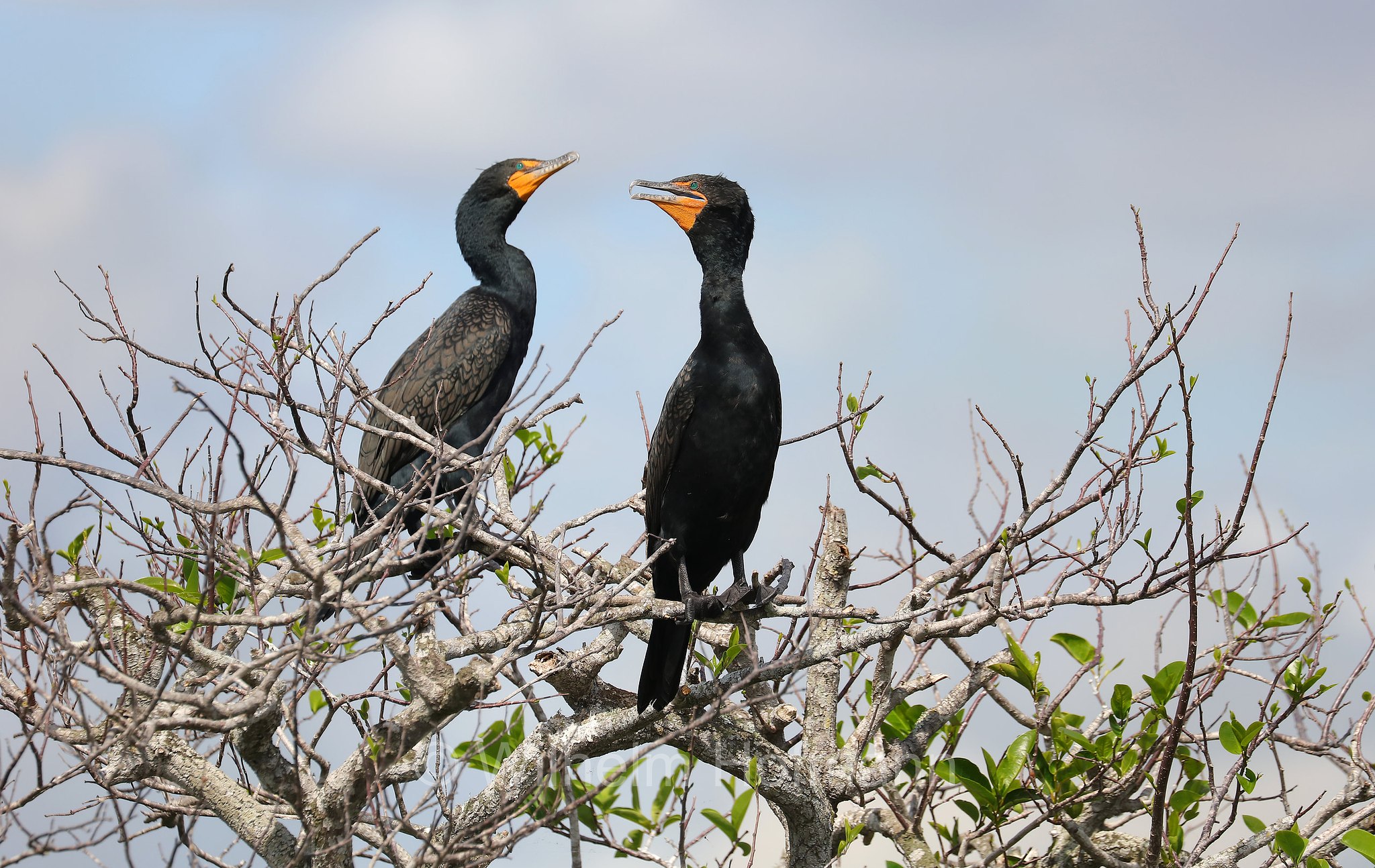 Nannopterum auritum, Phalacrocorax auritus, double-crested cormorant, Ohrenscharbe, marangone dalla doppia cresta, Anhinga Trail, Everglades National Park, Everglades-Nationalpark, Parco nazionale delle Everglades, Florida, USA