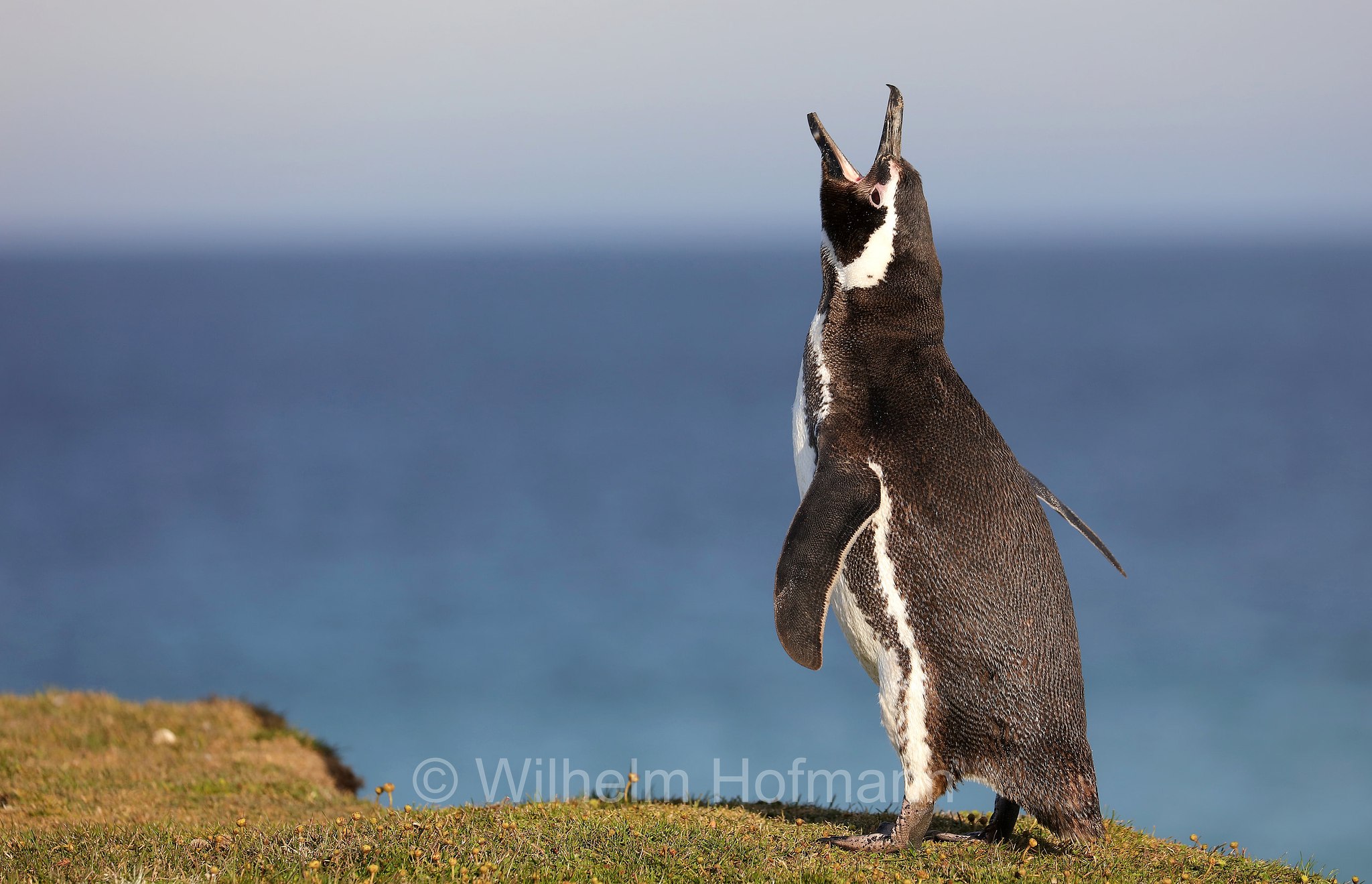 Magellanic penguin, Magellanpinguin, Pinguino di Magellano, Spheniscus magellanicus, Bleaker Island, Isla María, Falkland Islands, Falklandinseln, Isole Falkland