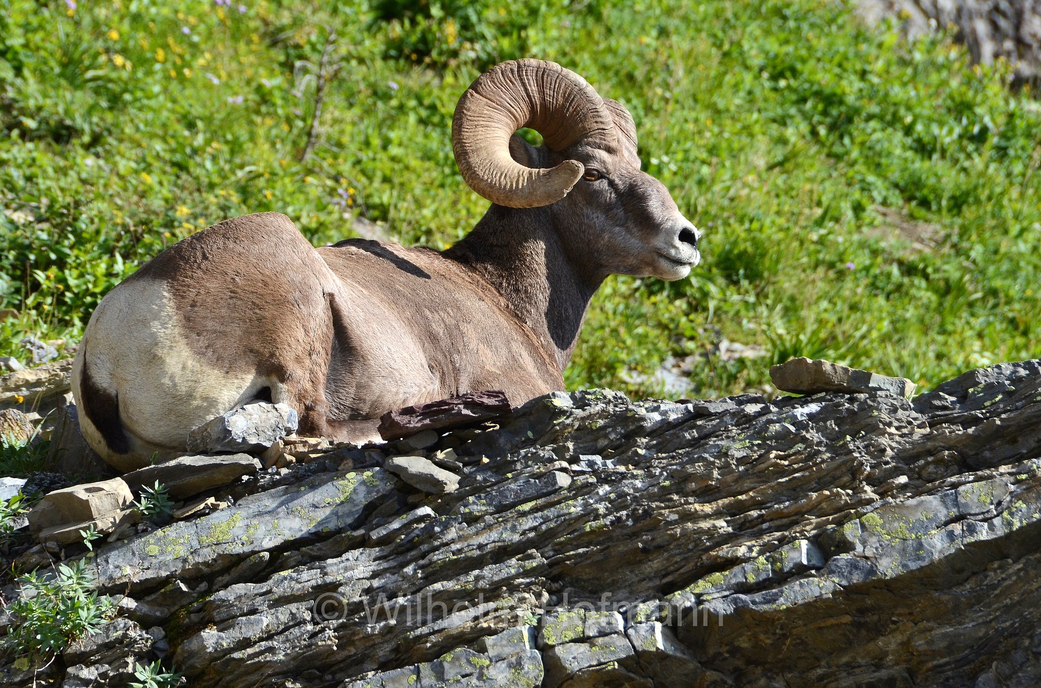 Ovis canadensis canadensis, Rocky Mountain bighorn sheep, Rocky-Mountains-Dickhornschaf, bighorn delle Montagne Rocciose, Highline Trail, Glacier National Park, Glacier-Nationalpark, parco nazionale dei ghiacciai, Montana, USA