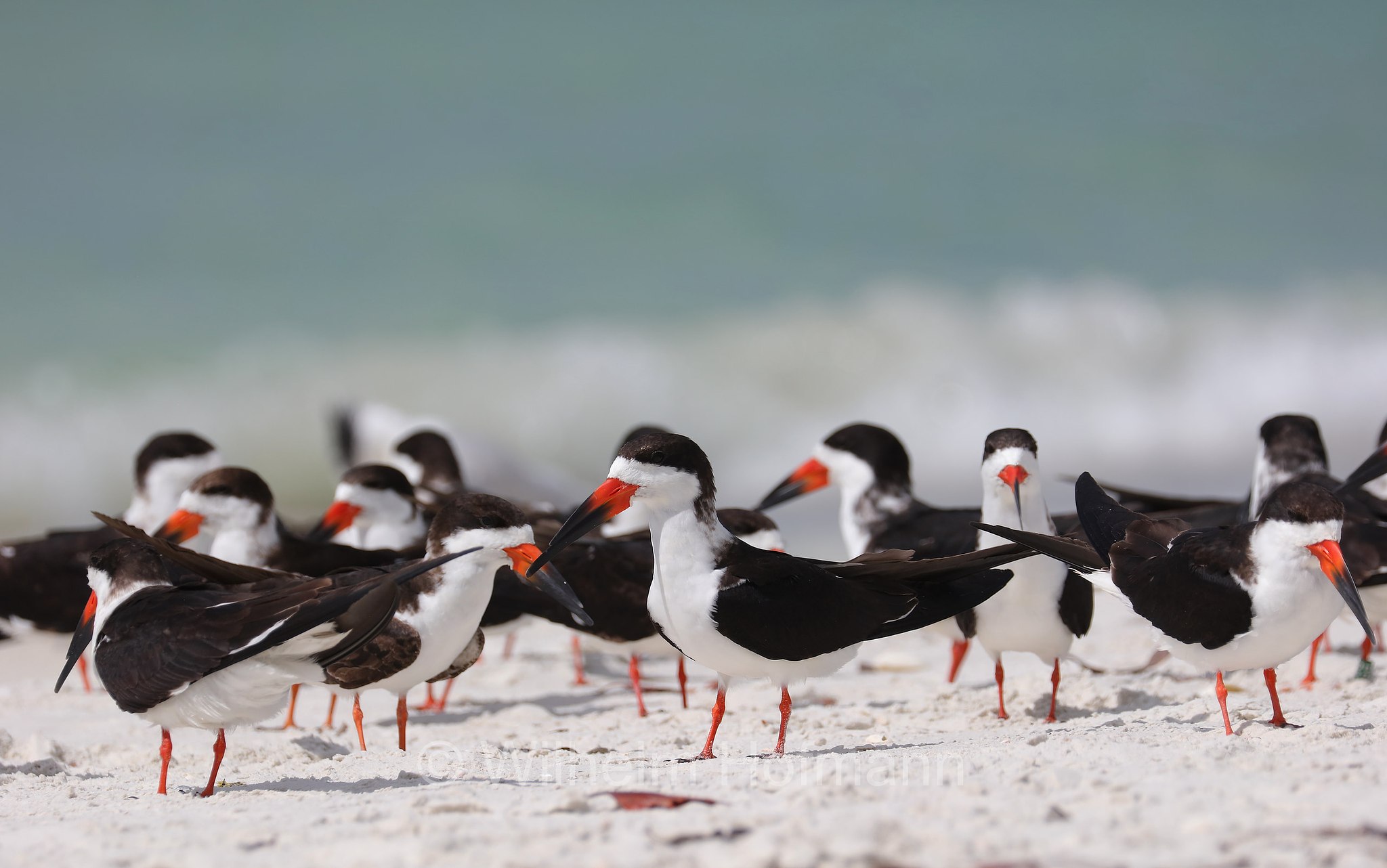 Rynchops niger niger, black skimmer, Amerikascherenschnabel, Amerikanischer Scherenschnabel, Schwarzmantel-Scherenschnabel, becco a cesoia americano, becco a forbice americano, Lovers Key Beach, Lovers Key State Park, Florida, USA