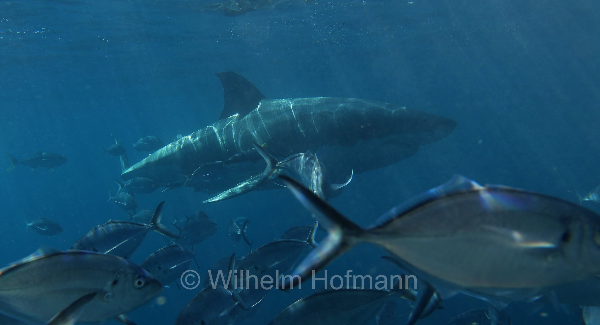 great white shark, great white, white shark, white pointer, Weißer Hai, Weißhai, Menschenhai, grande squalo bianco, carcarodonte, squalo bianco, Carcharodon carcharias, Neptune Islands, South Australia, Südaustralien, Australia Meridionale, Australia, Australien