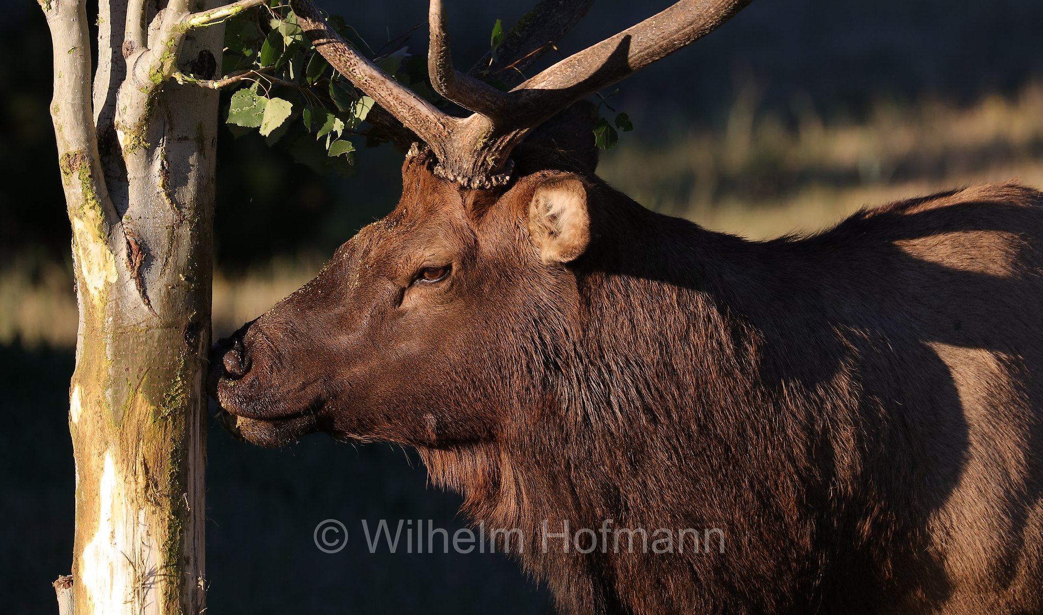 Cervus canadensis nelsoni, Rocky Mountain elk, Rocky-Mountain-Wapiti, wapiti delle Montagne Rocciose, Estes Park, Colorado, USA