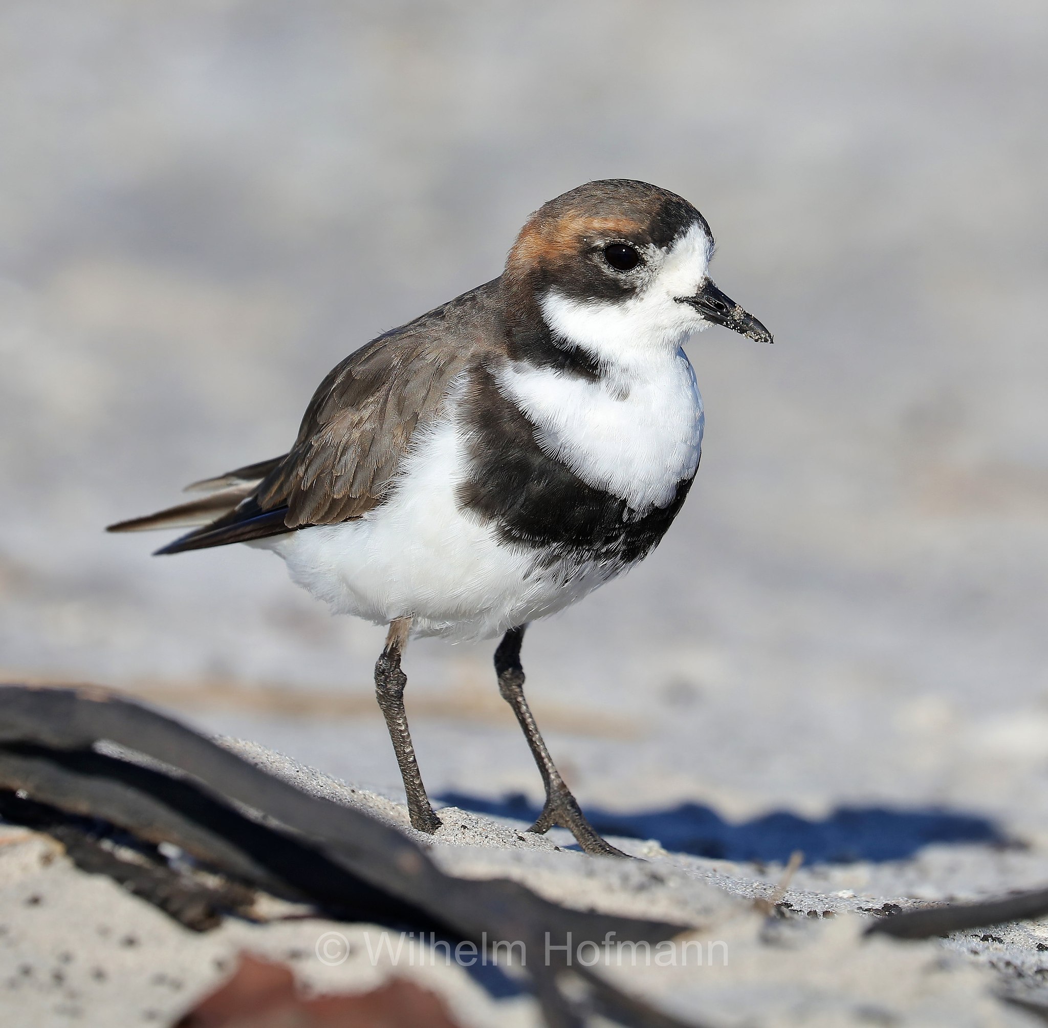 two-banded plover, Falkland-Regenpfeifer, corriere delle Isole Falkland, Anarhynchus falklandicus, Charadrius falklandicus, Sealion Island, Sea Lion Island, Isla de los Leones Marinos, Falkland Islands, Falklandinseln, Isole Falkland