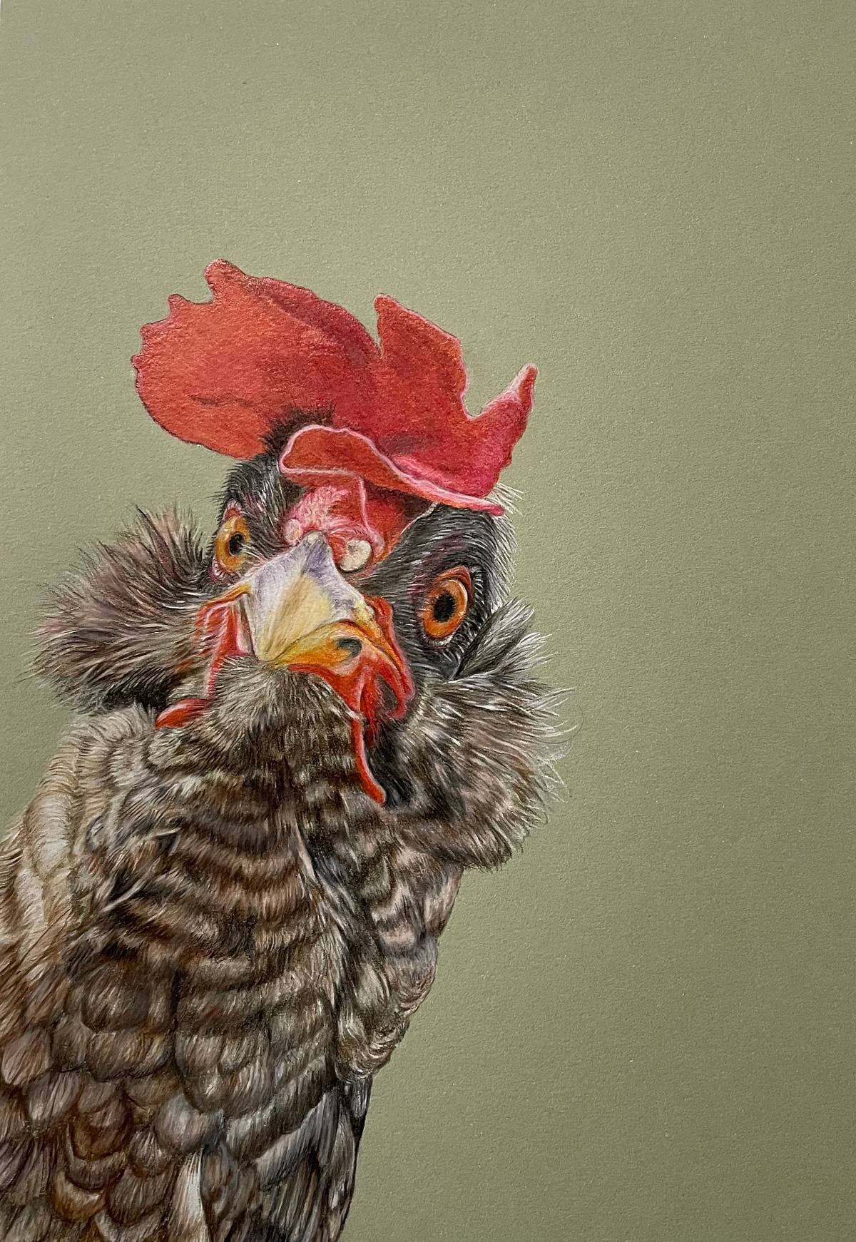 Chicken With Attitude, coloured pencil drawing of an angry looking chicken with attitude with green background