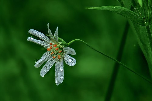 harilik tahtheina ois