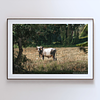 COLLECTION - GIANTS OF THE LAND HORIZONTAL - "Field Neighbours" - LIMITED EDITION 10 of 10