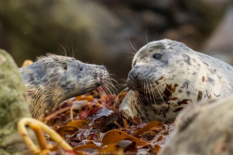 Marvellous Mammals